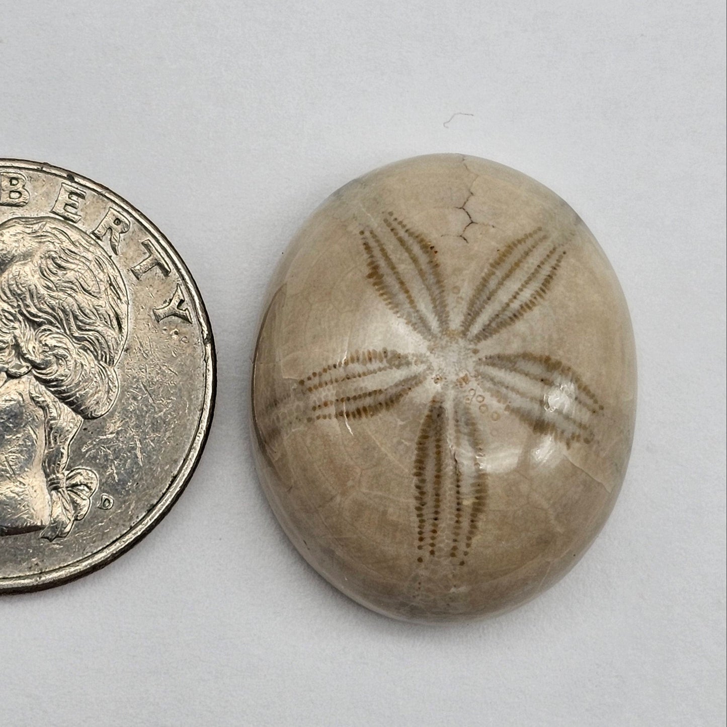 Sand Dollar fossil large