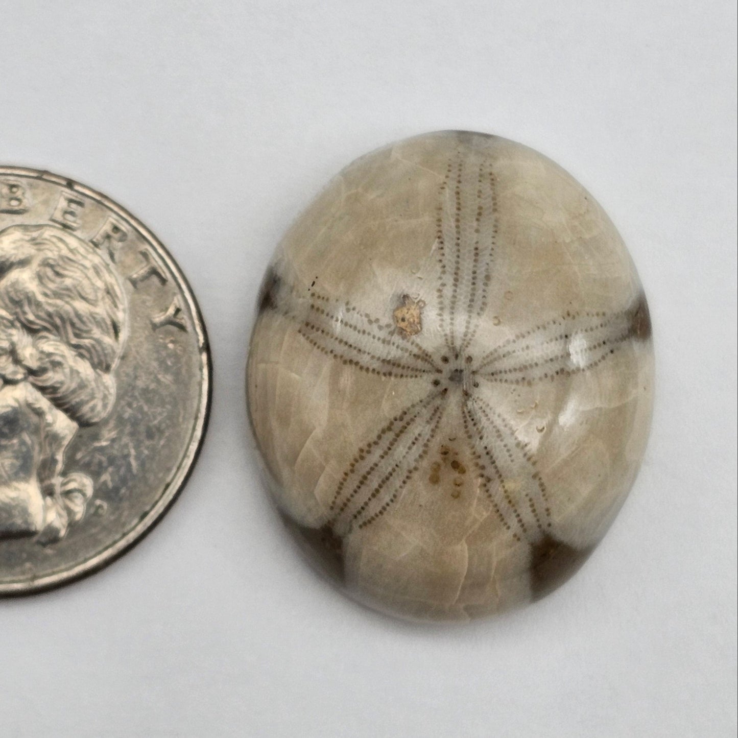 Sand Dollar fossil large