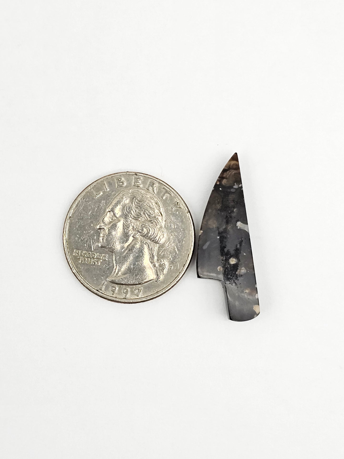 Petrified palm root knife cabochon
