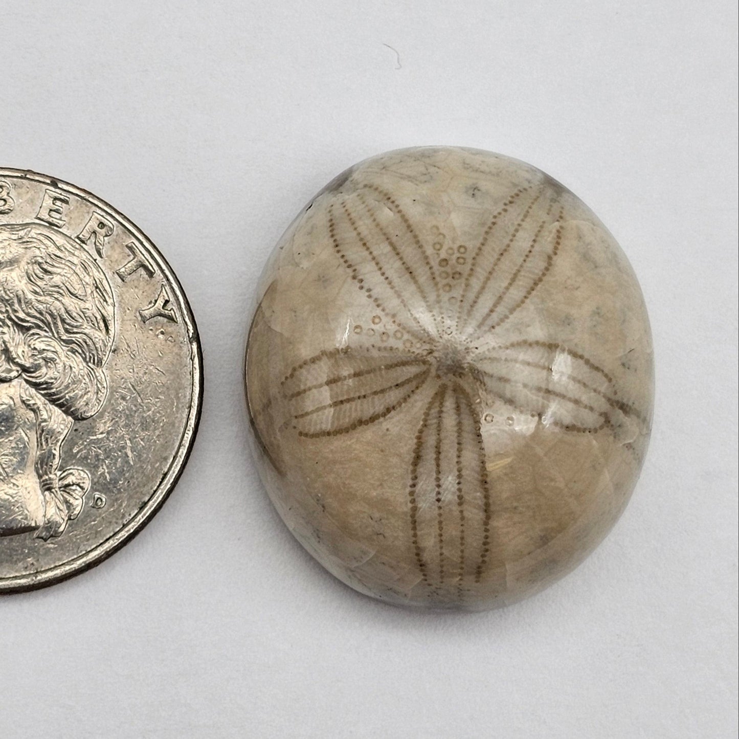 Sand Dollar fossil large