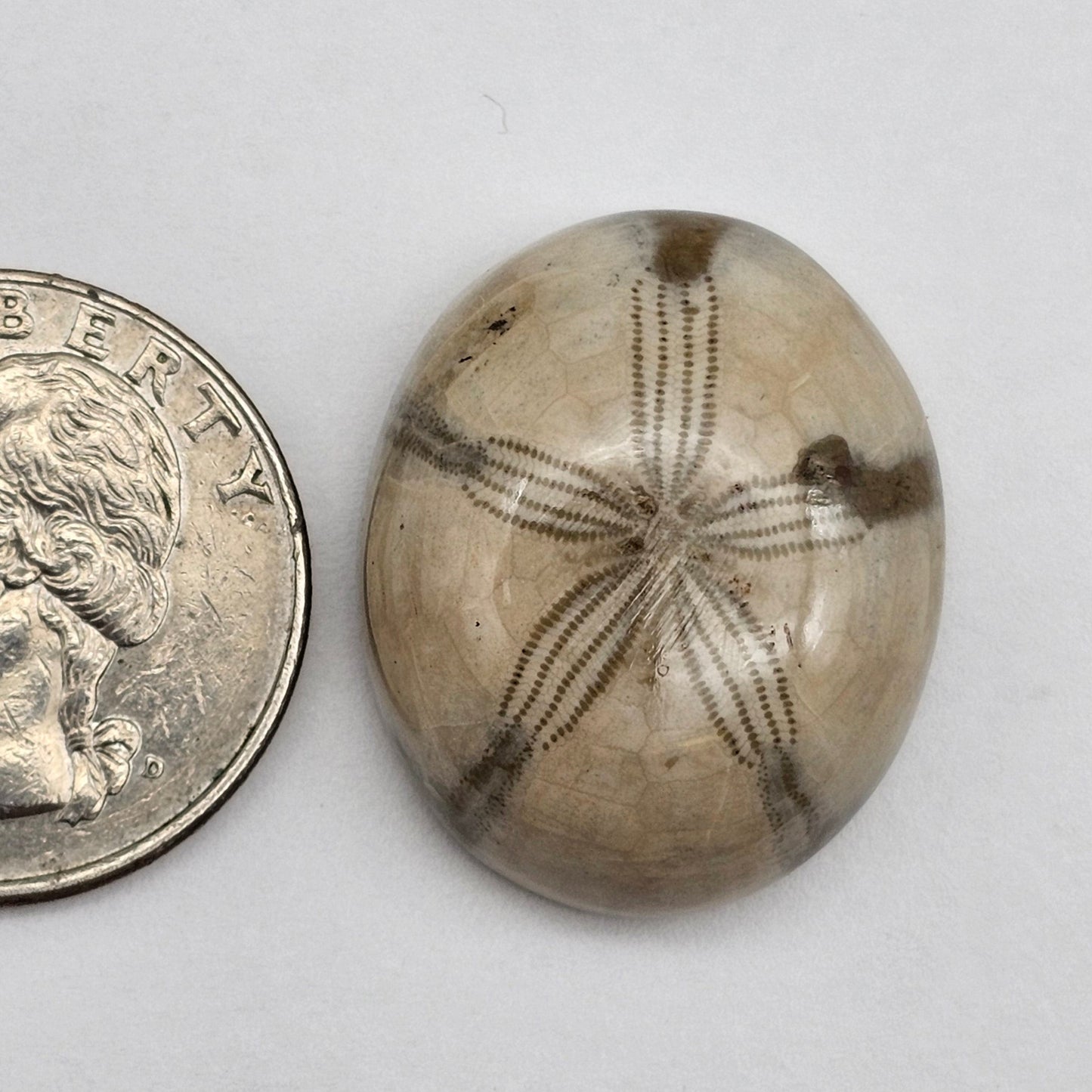 Sand Dollar fossil large