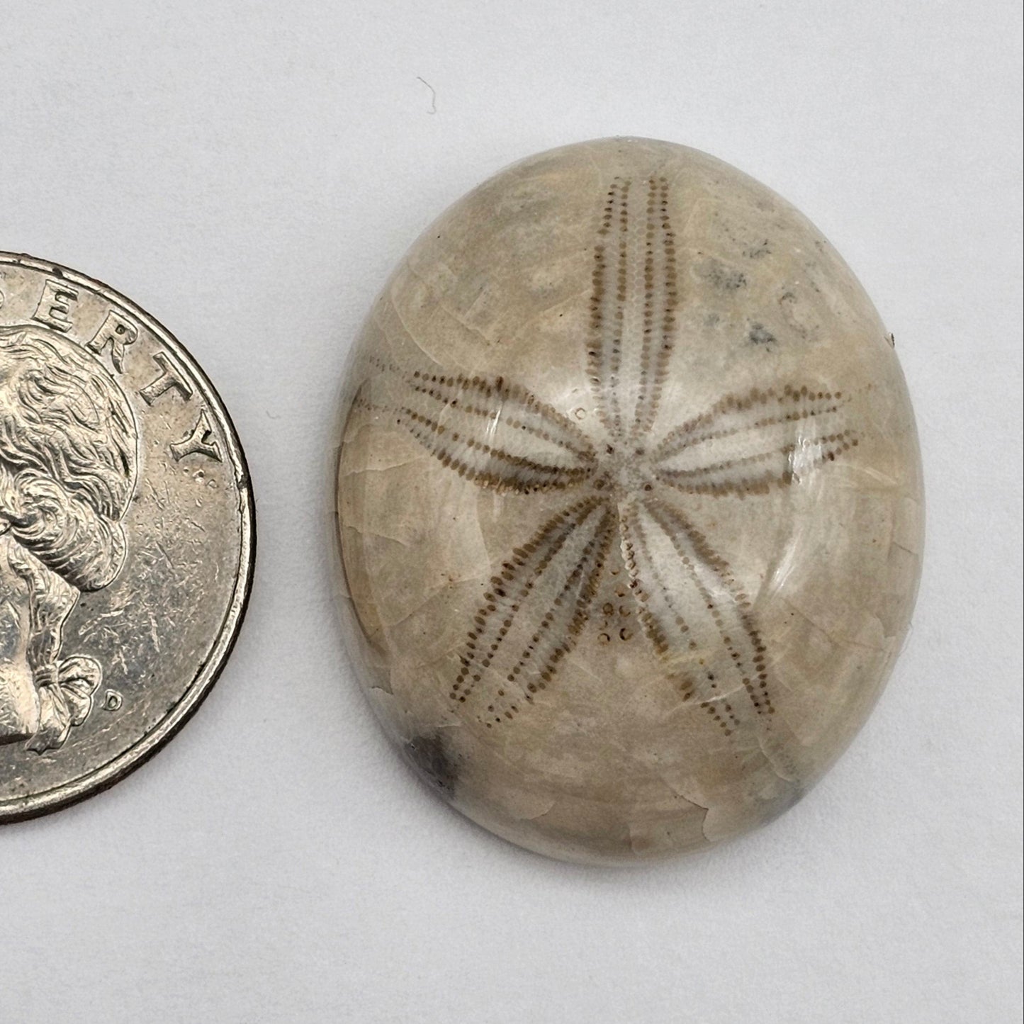 Sand Dollar fossil large