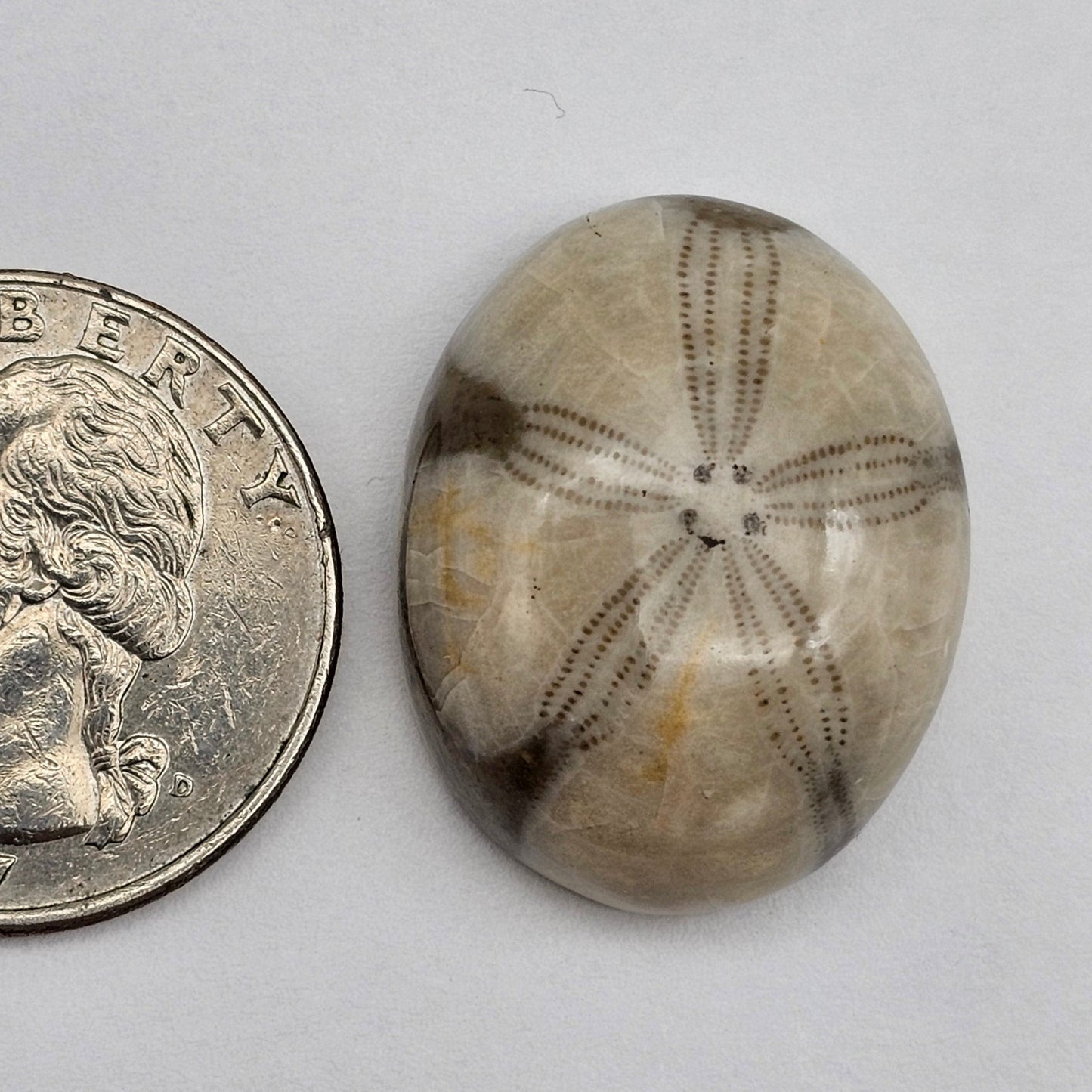 Sand Dollar fossil large