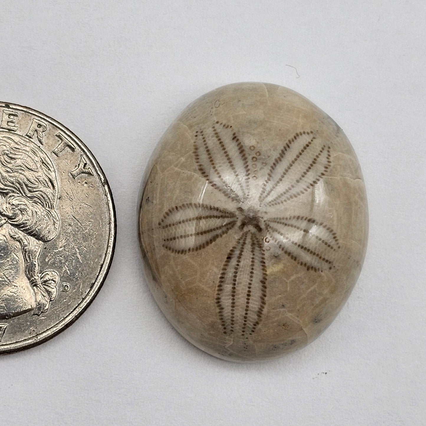 Sand Dollar fossil large