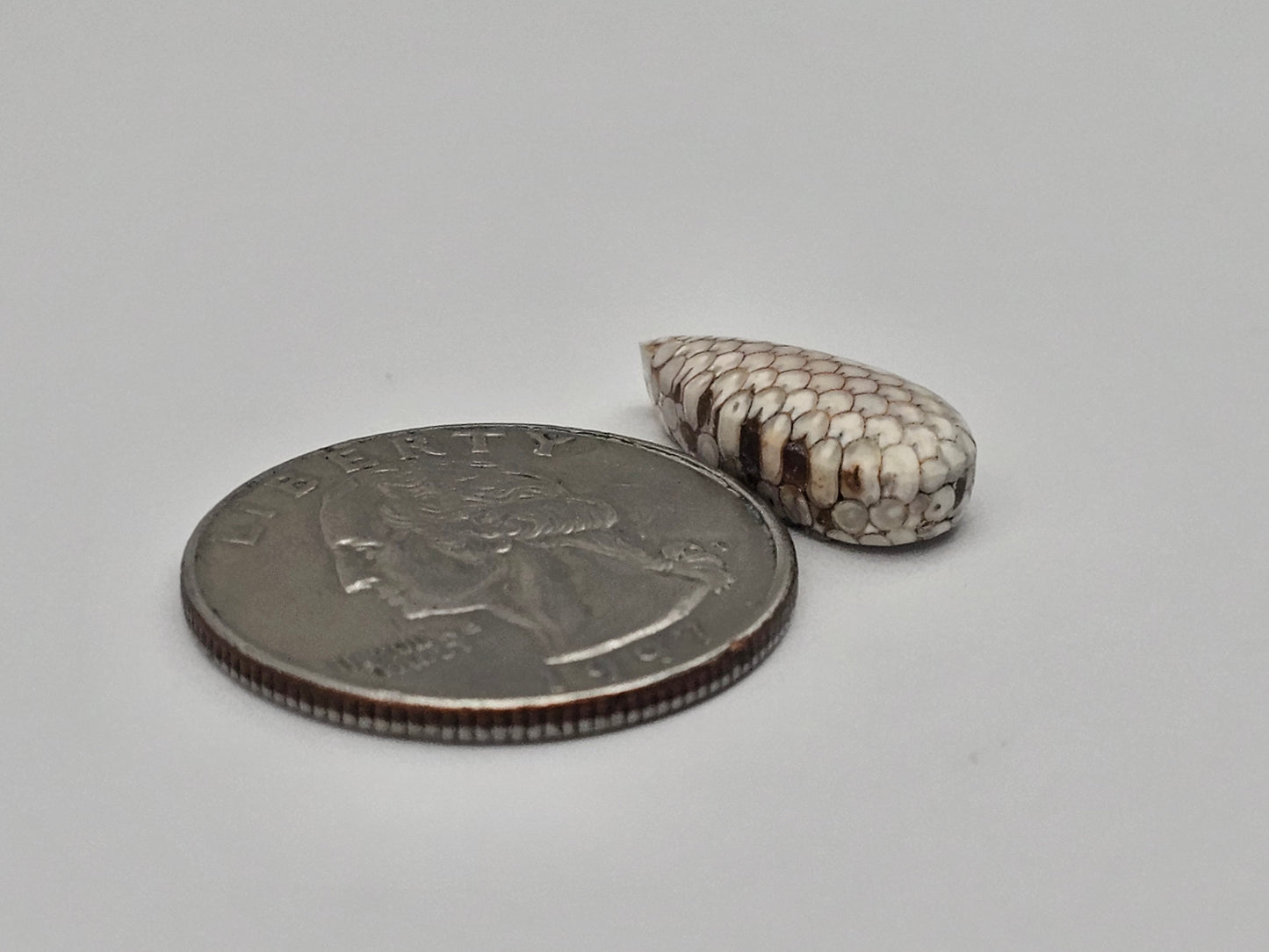 Snake skin agate cabochon