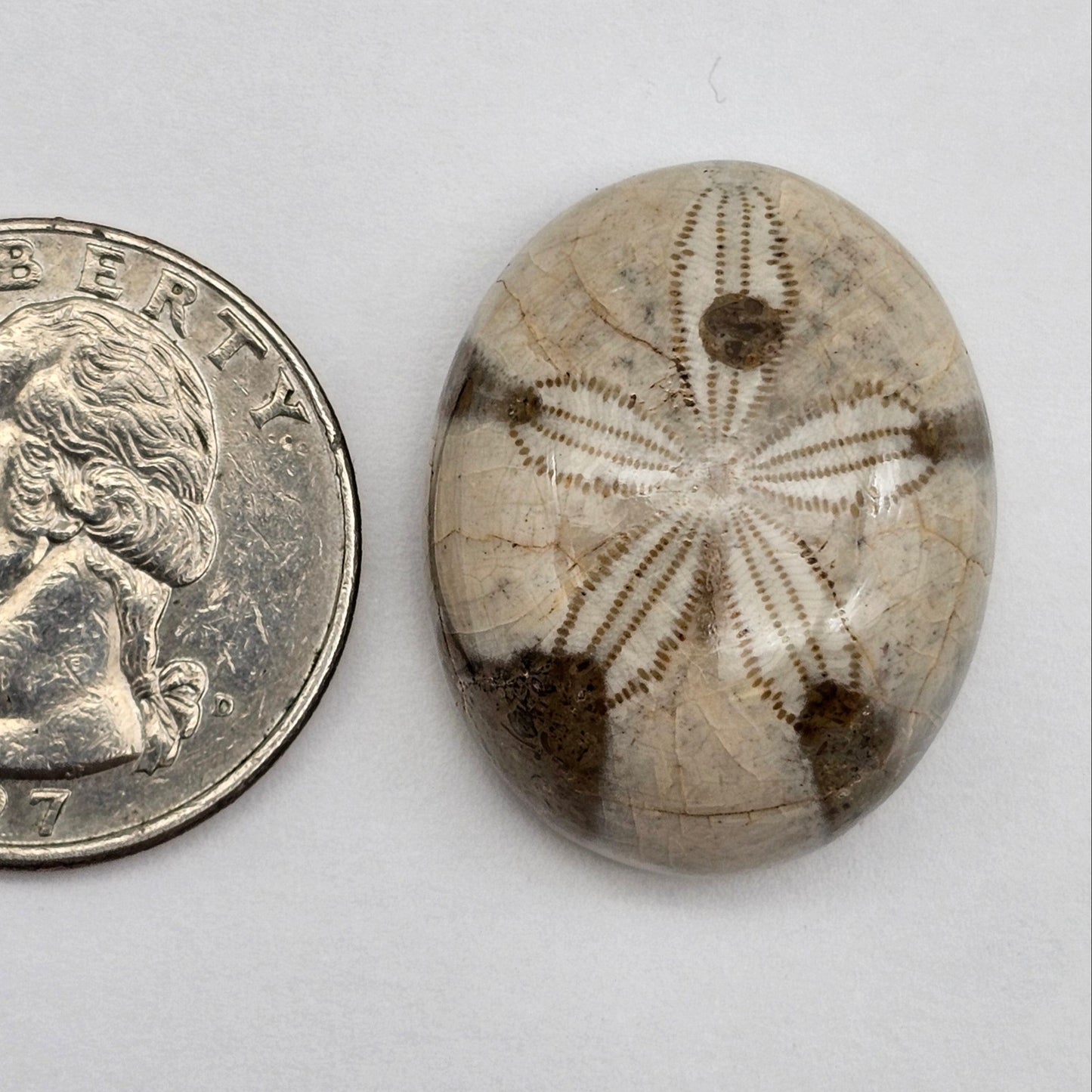 Sand Dollar fossil large