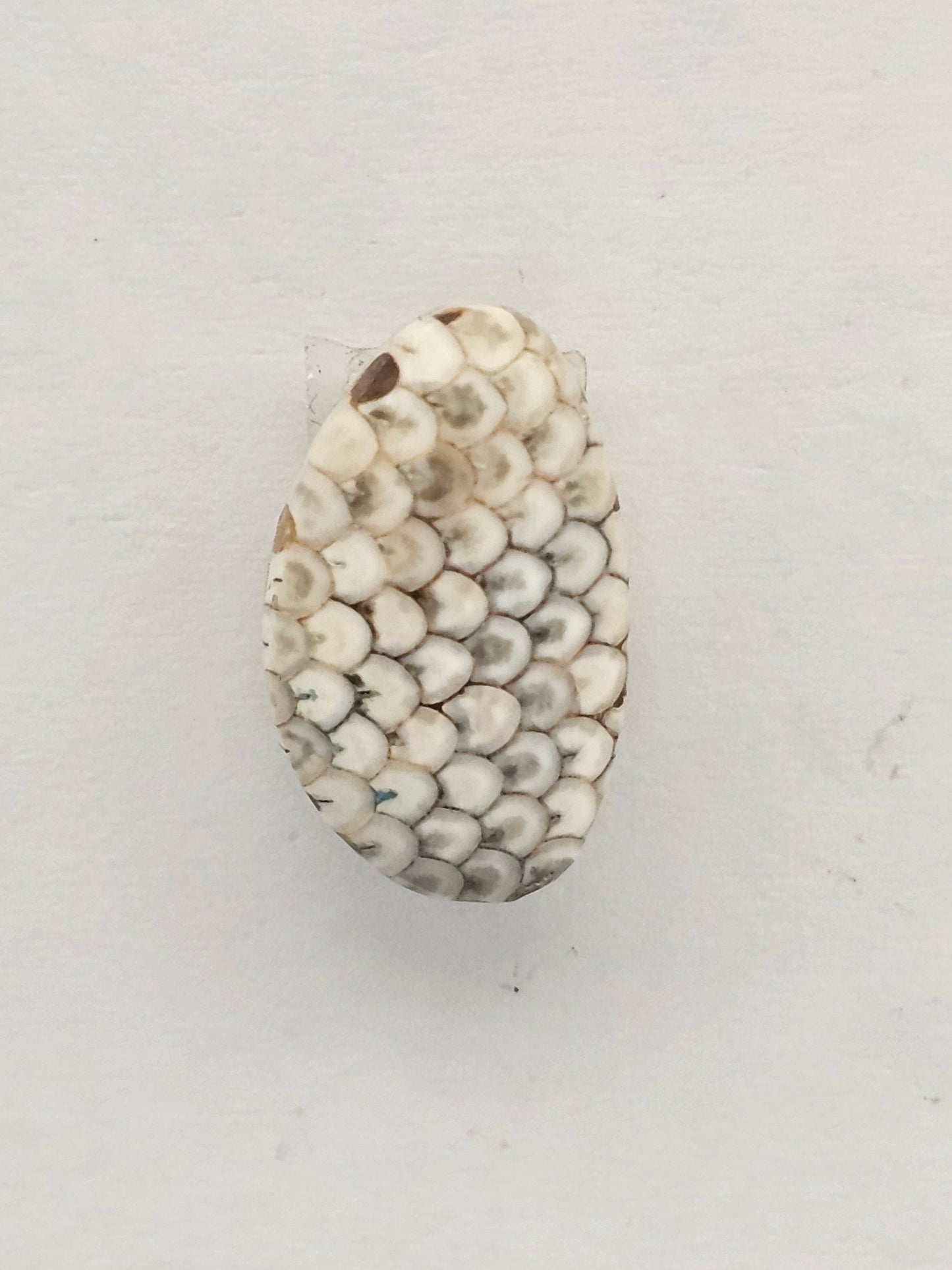 Snake skin agate cabochon