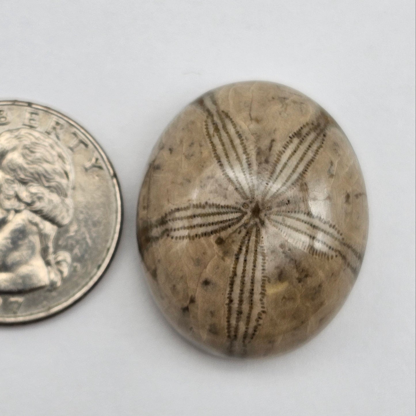 Sand Dollar fossil large