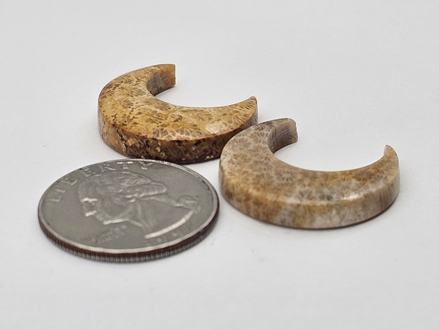 Fossilized Coral moon set