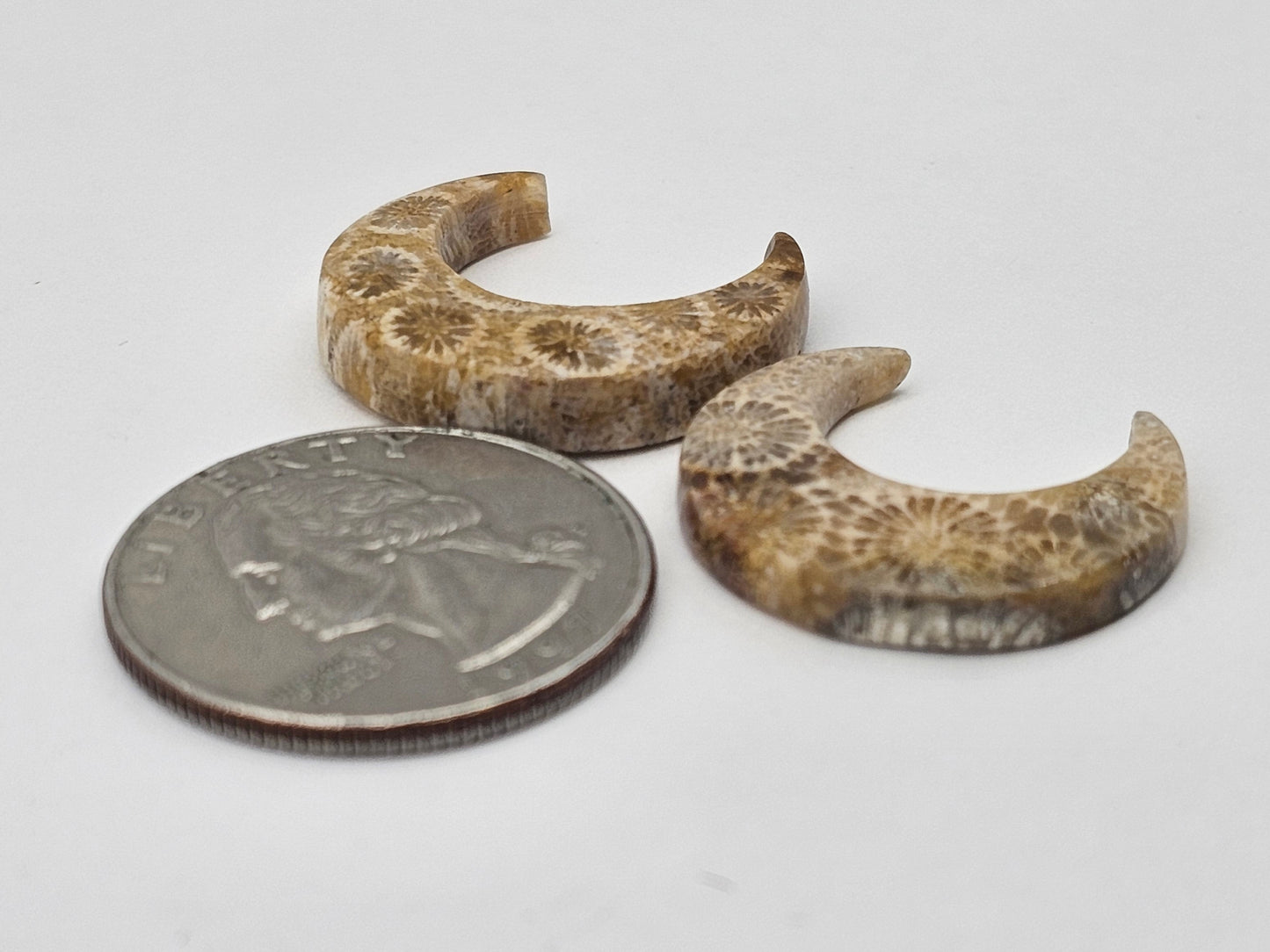 Fossilized Coral moon set