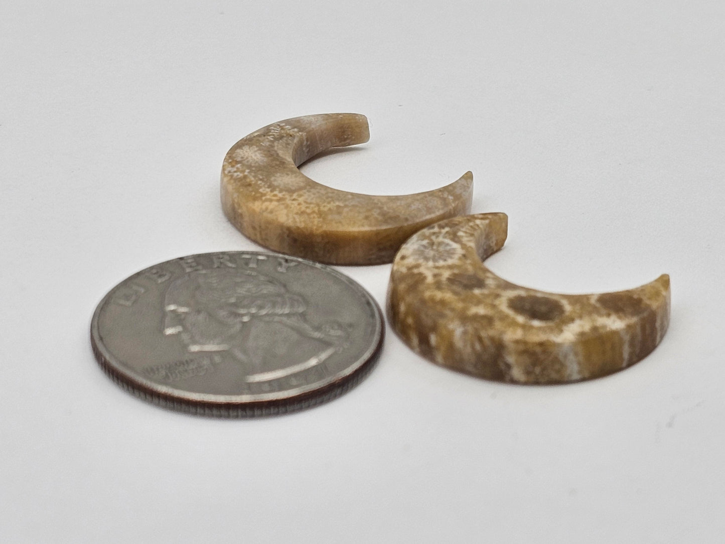 Fossilized Coral moon set