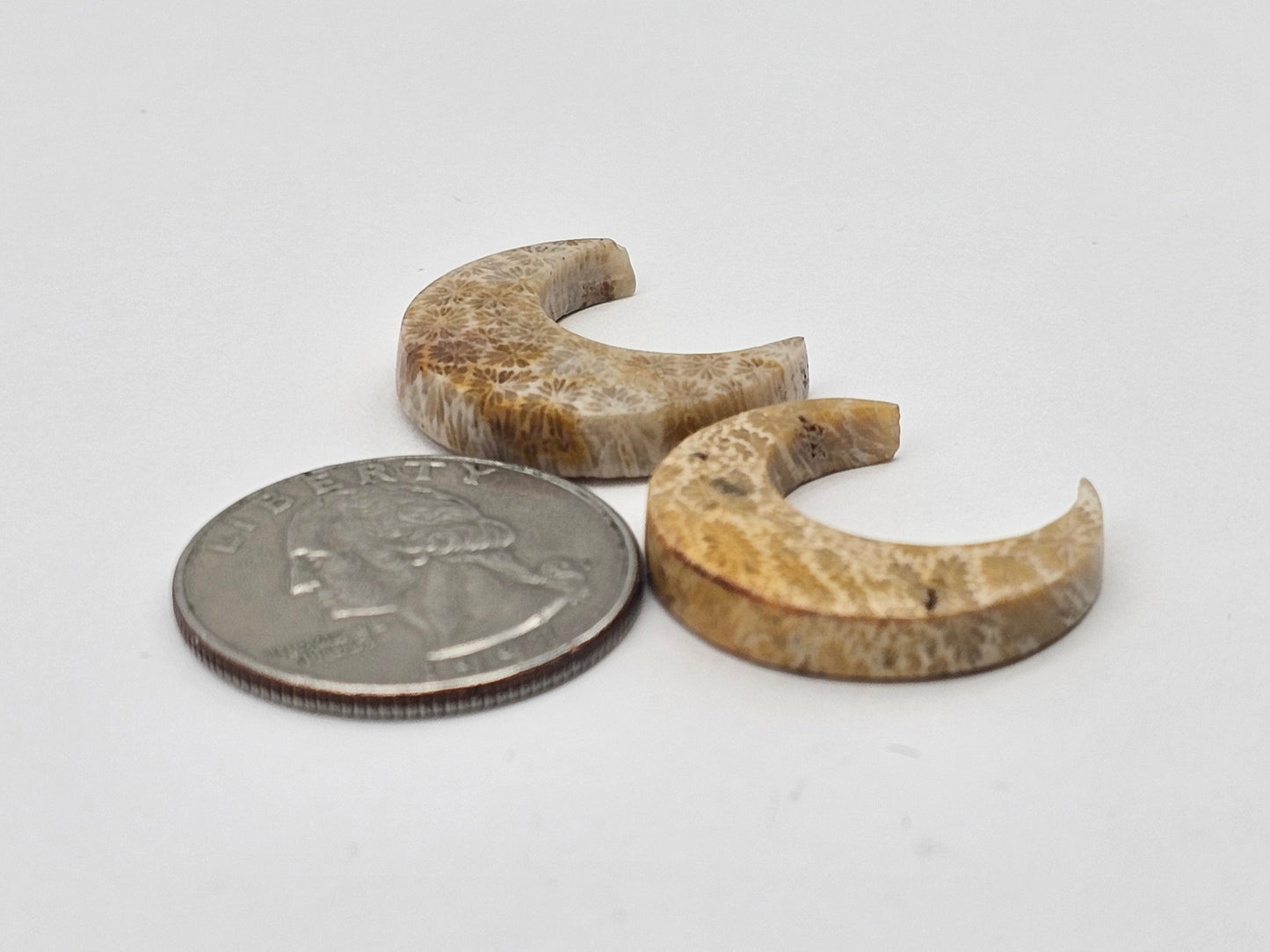 Fossilized Coral moon set