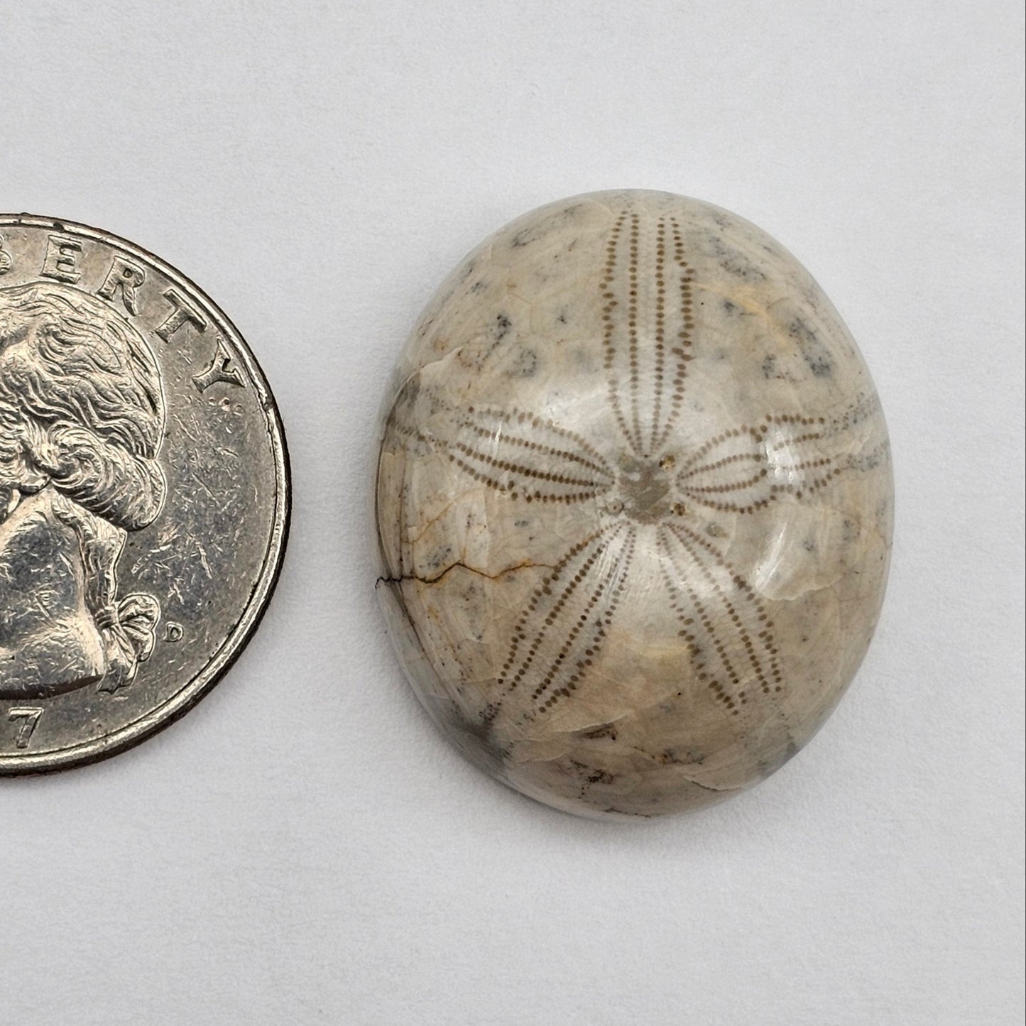 Sand Dollar fossil large