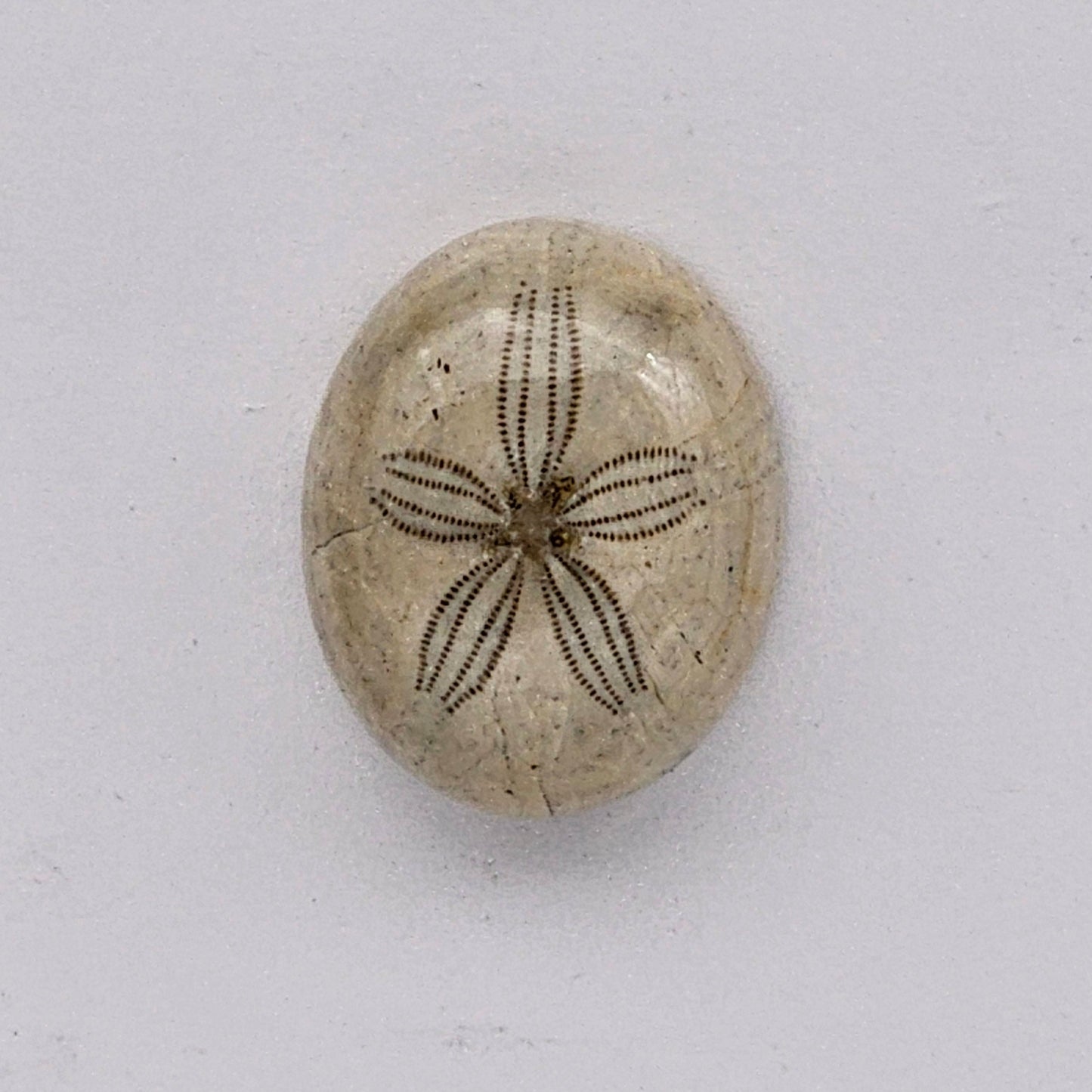 Sand dollar fossil medium