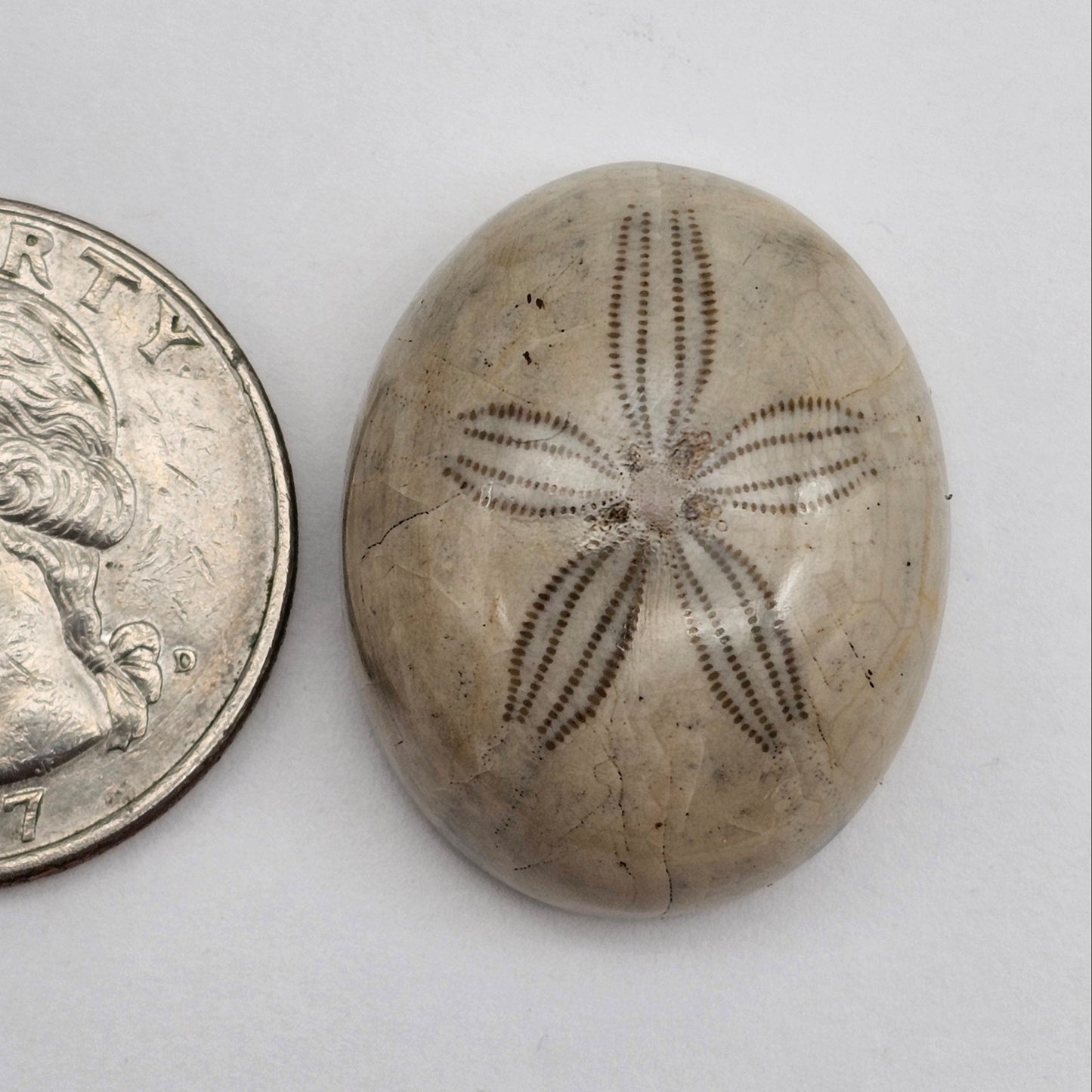Sand dollar fossil medium