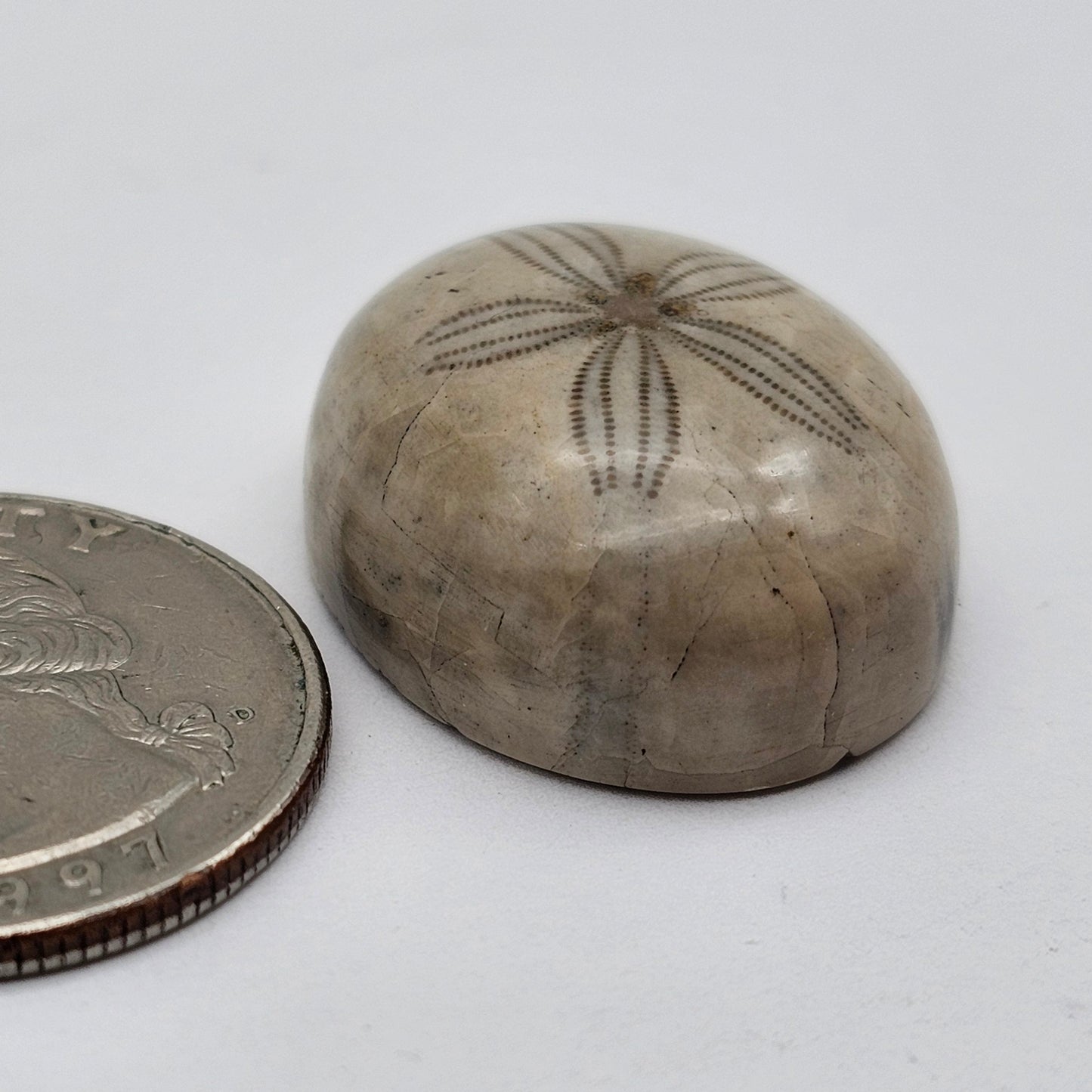 Sand dollar fossil medium