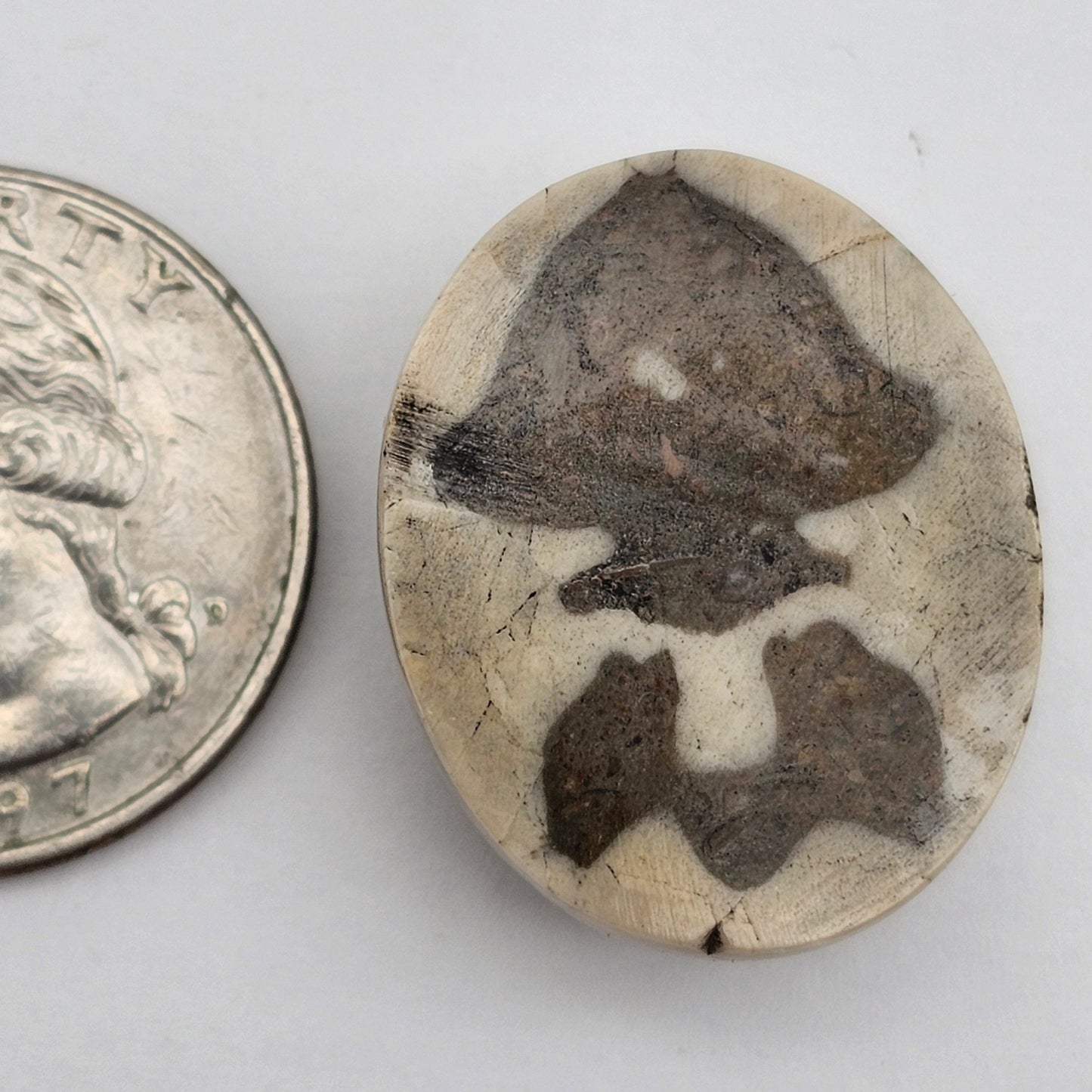 Sand dollar fossil medium
