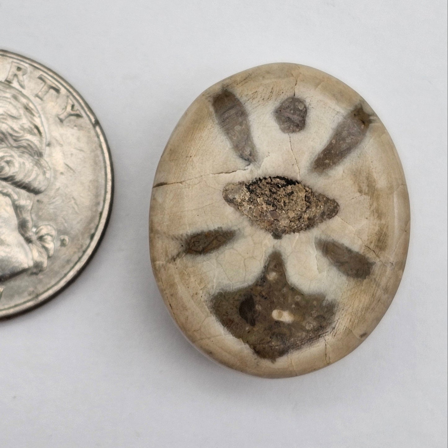 Sand dollar fossil medium