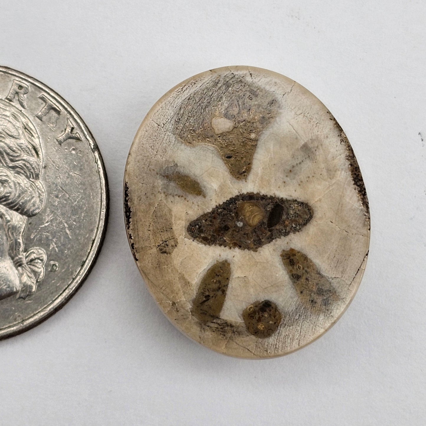 Sand dollar fossil medium