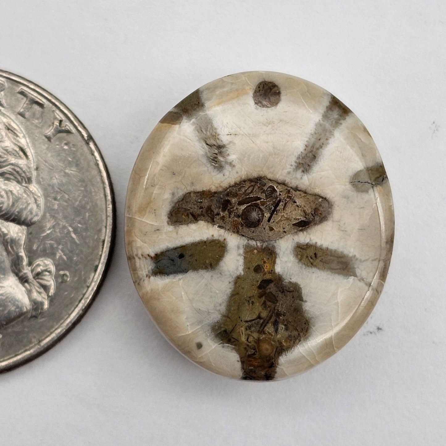 Sand dollar fossil medium