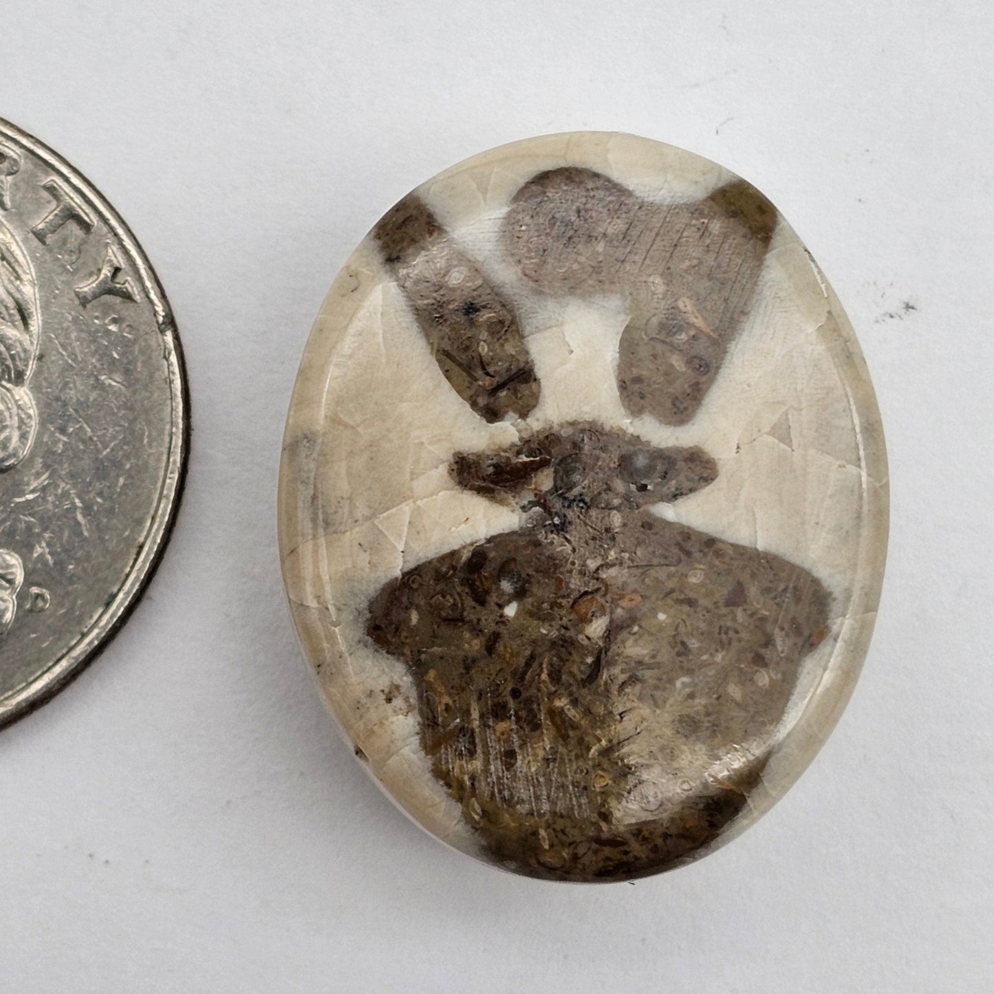 Sand dollar fossil medium