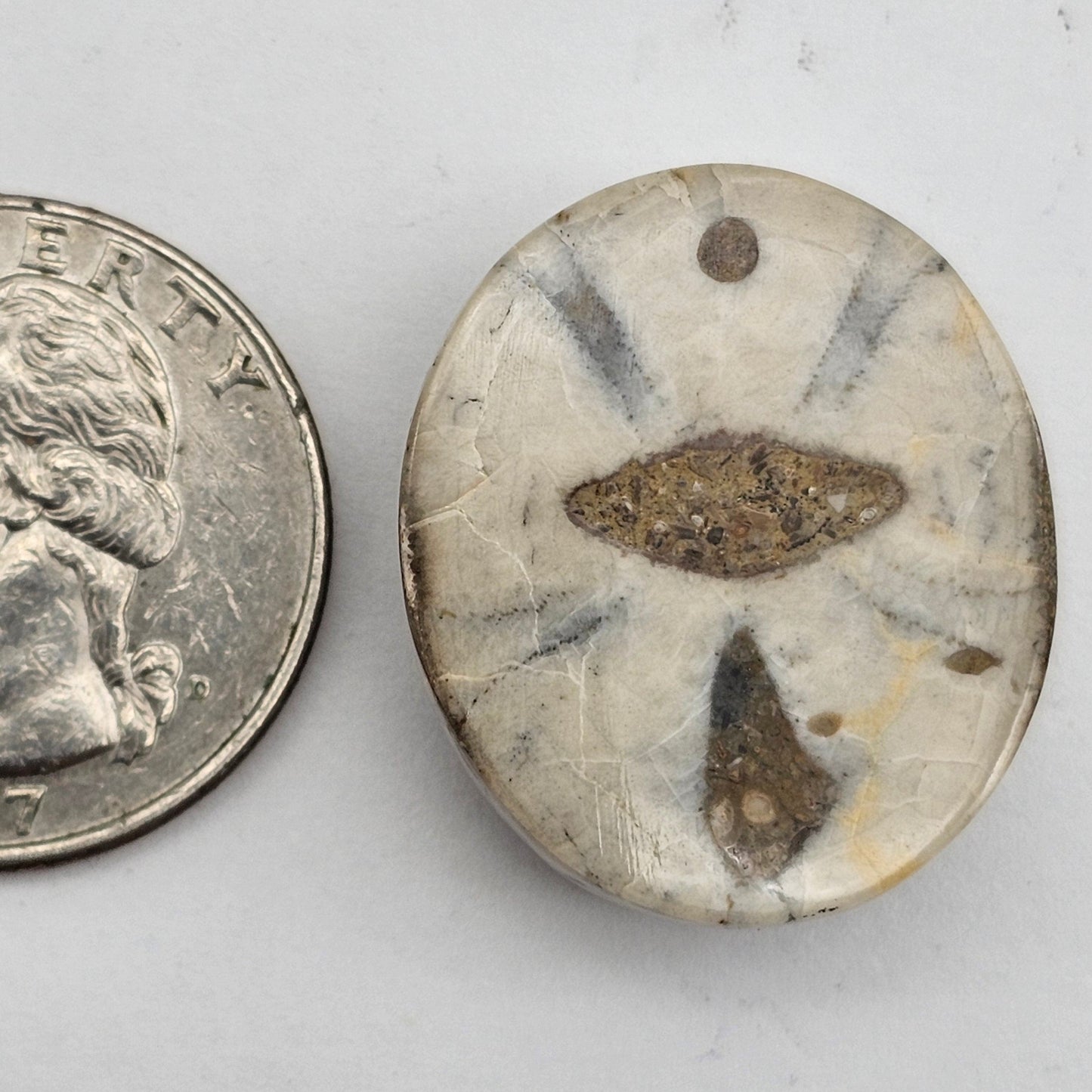 Sand dollar fossil medium