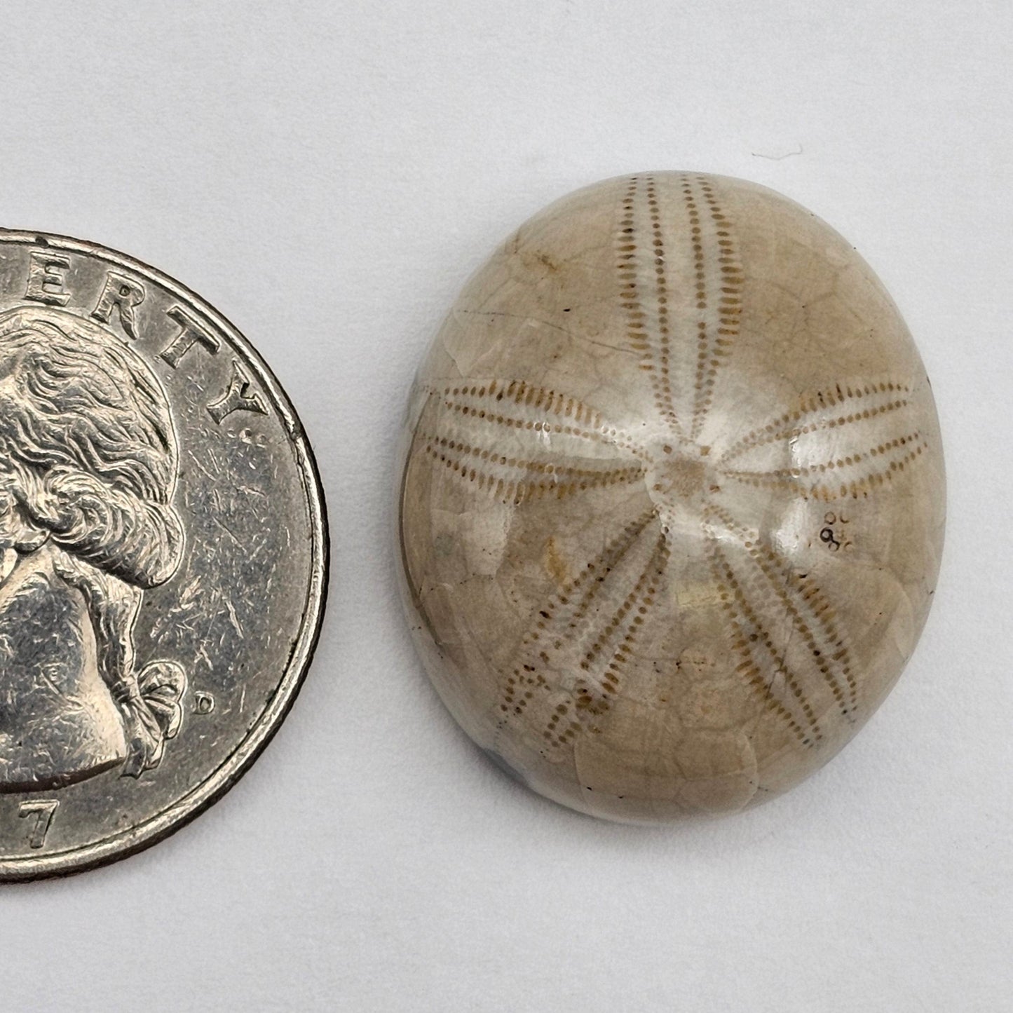 Sand Dollar fossil large