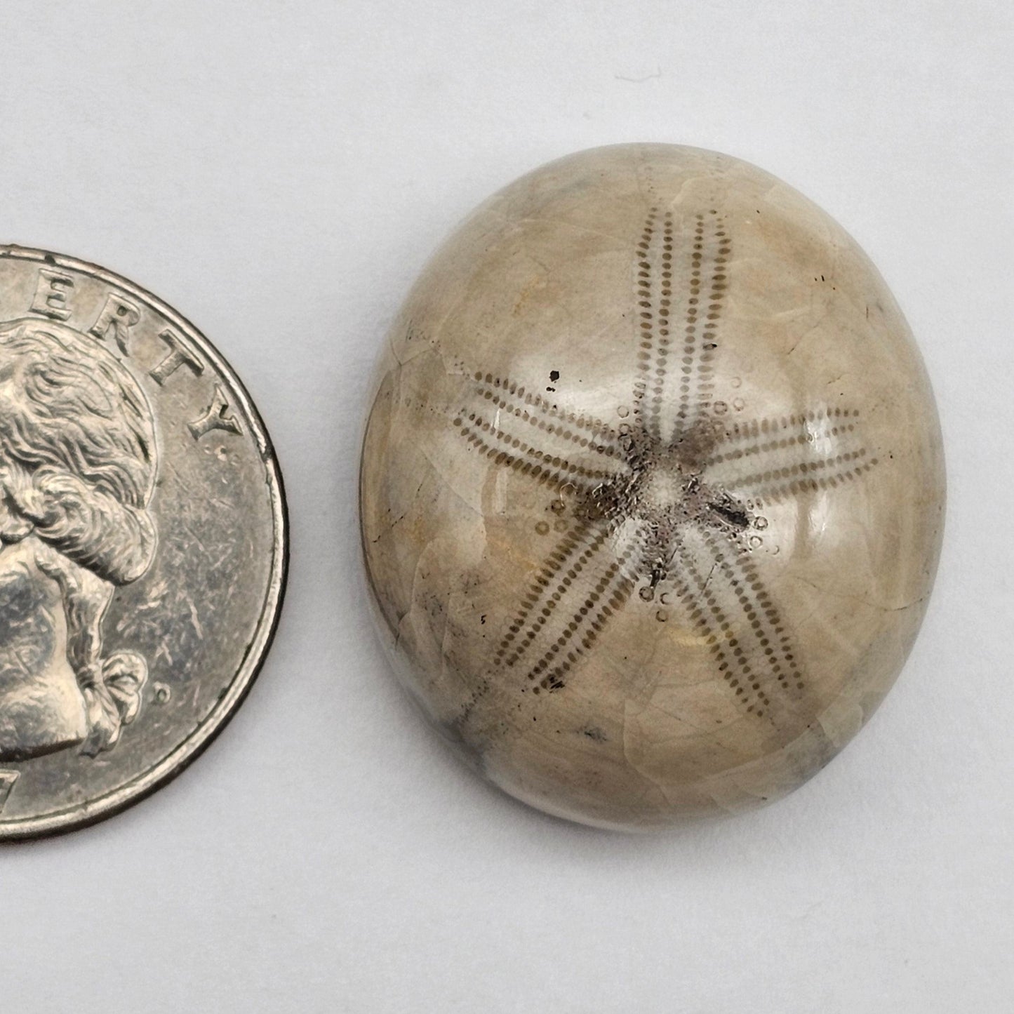 Sand Dollar fossil large