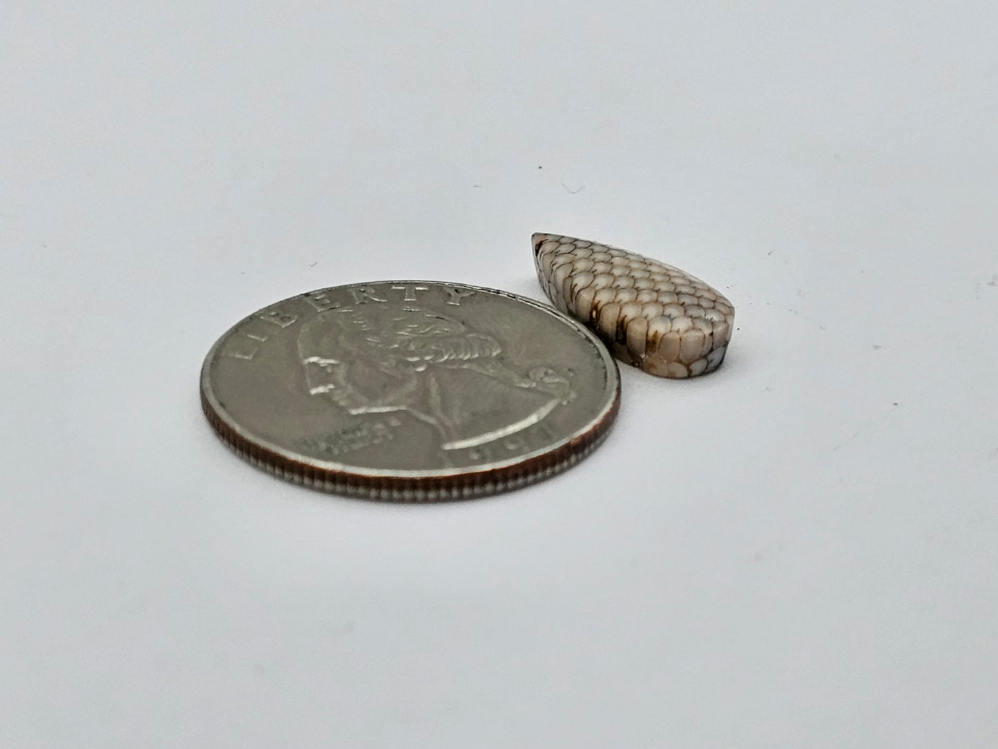 Snake skin agate cabochon