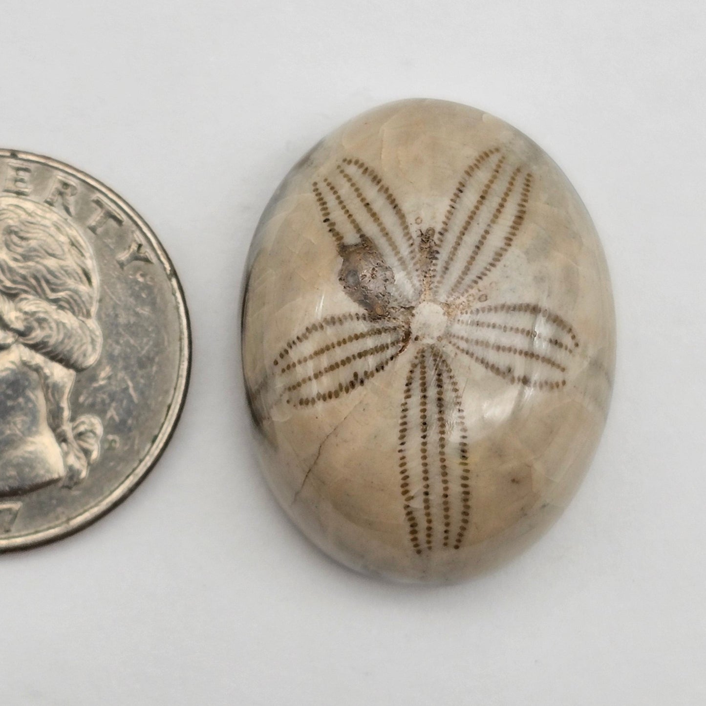 Sand Dollar fossil large