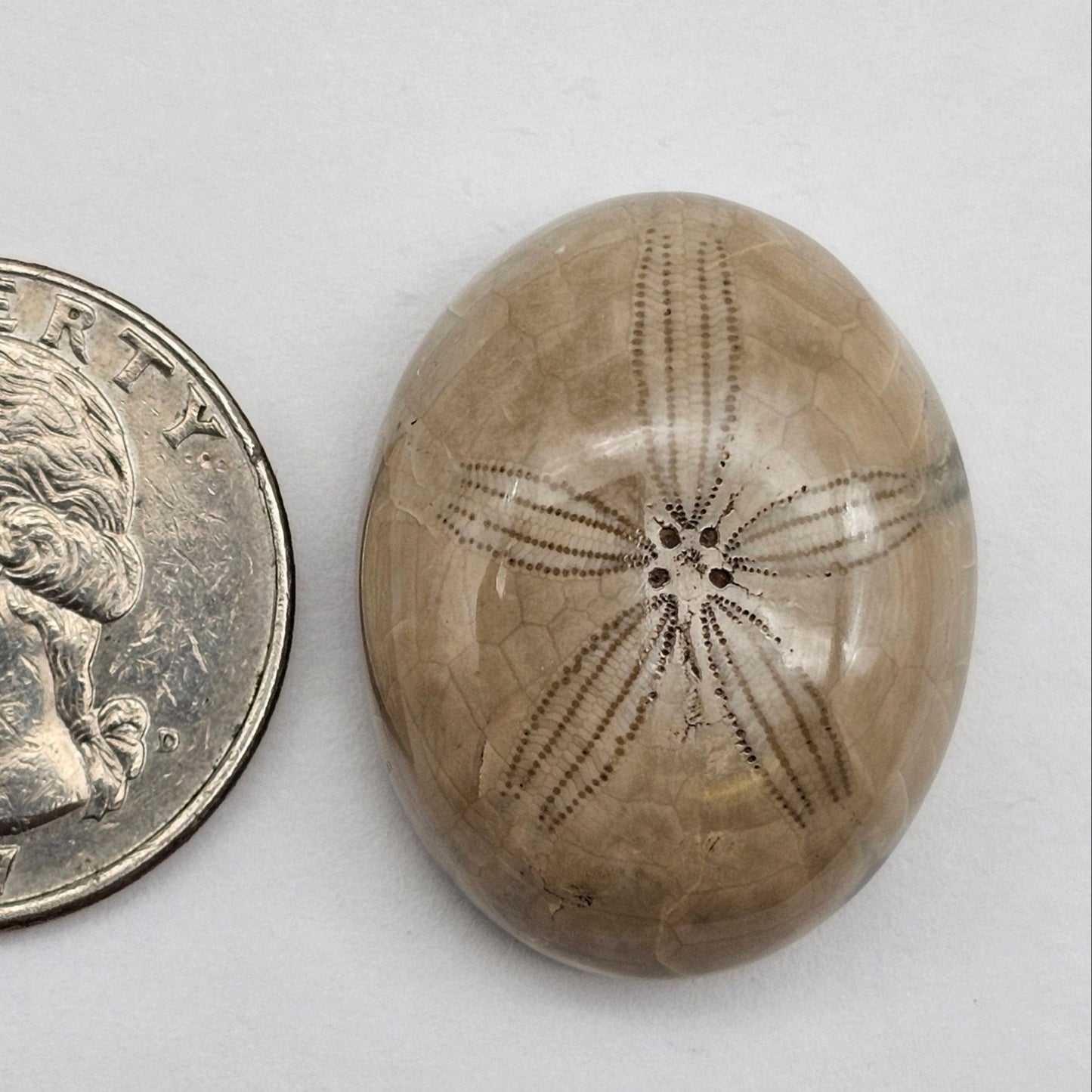 Sand Dollar fossil large