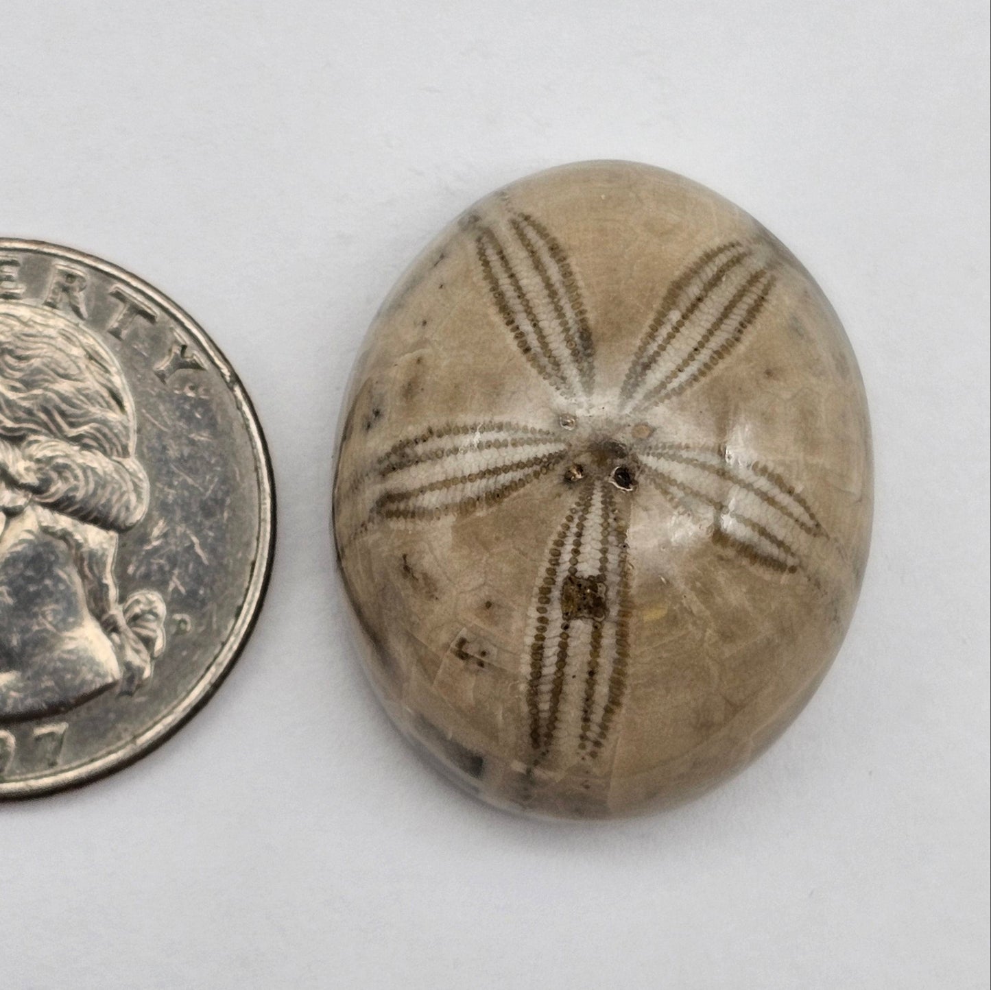 Sand Dollar fossil large