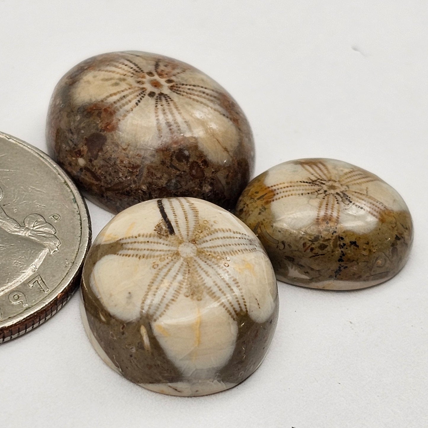 Sand dollar fossil lot