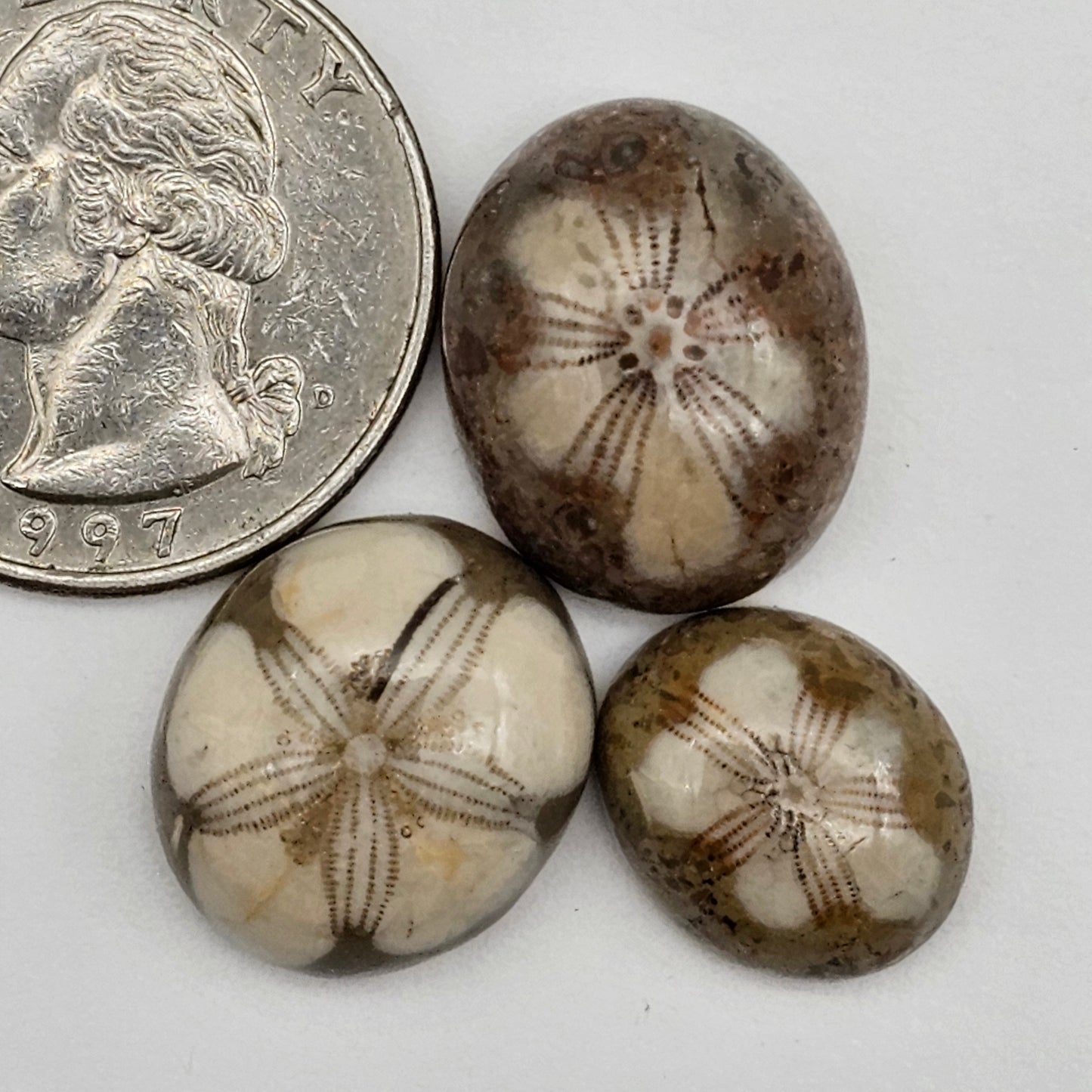 Sand dollar fossil lot