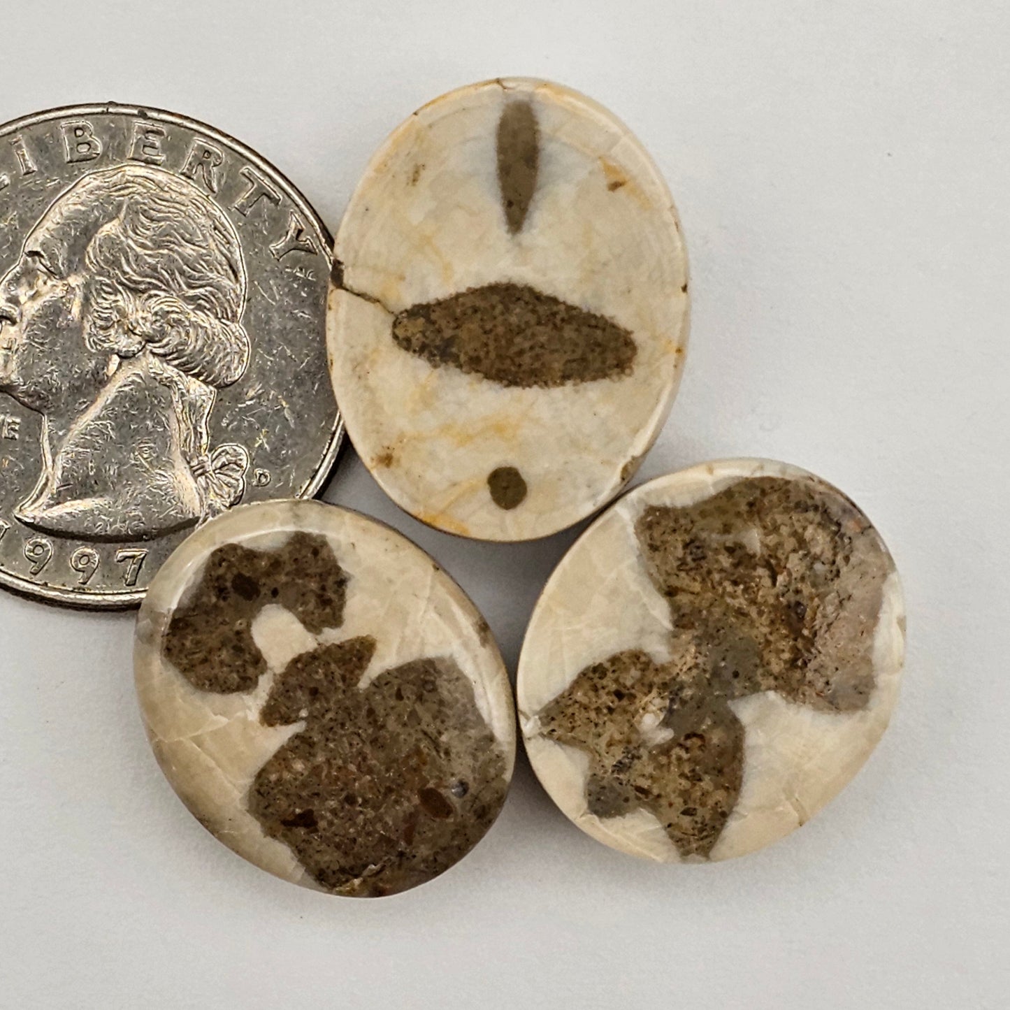 Sand dollar fossil lot