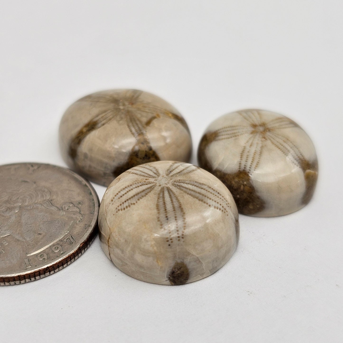 Sand dollar fossil lot
