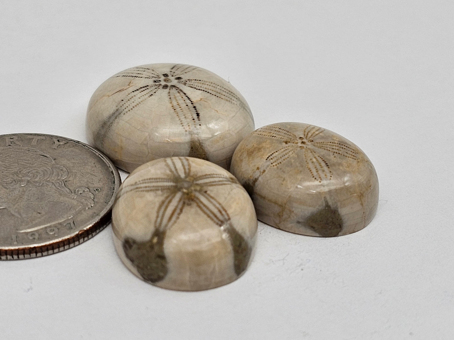 Sand dollar fossil lot