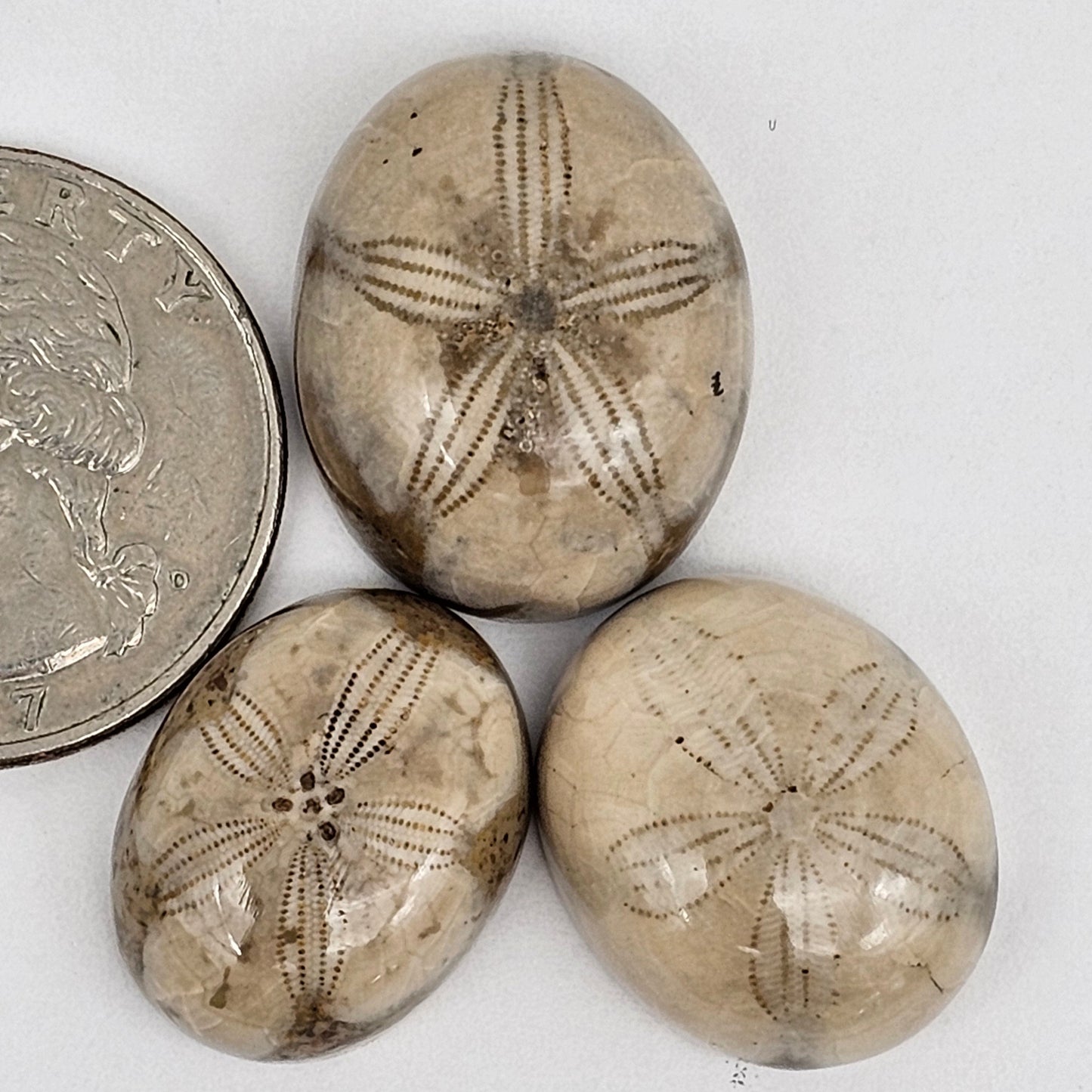 Sand dollar fossil lot