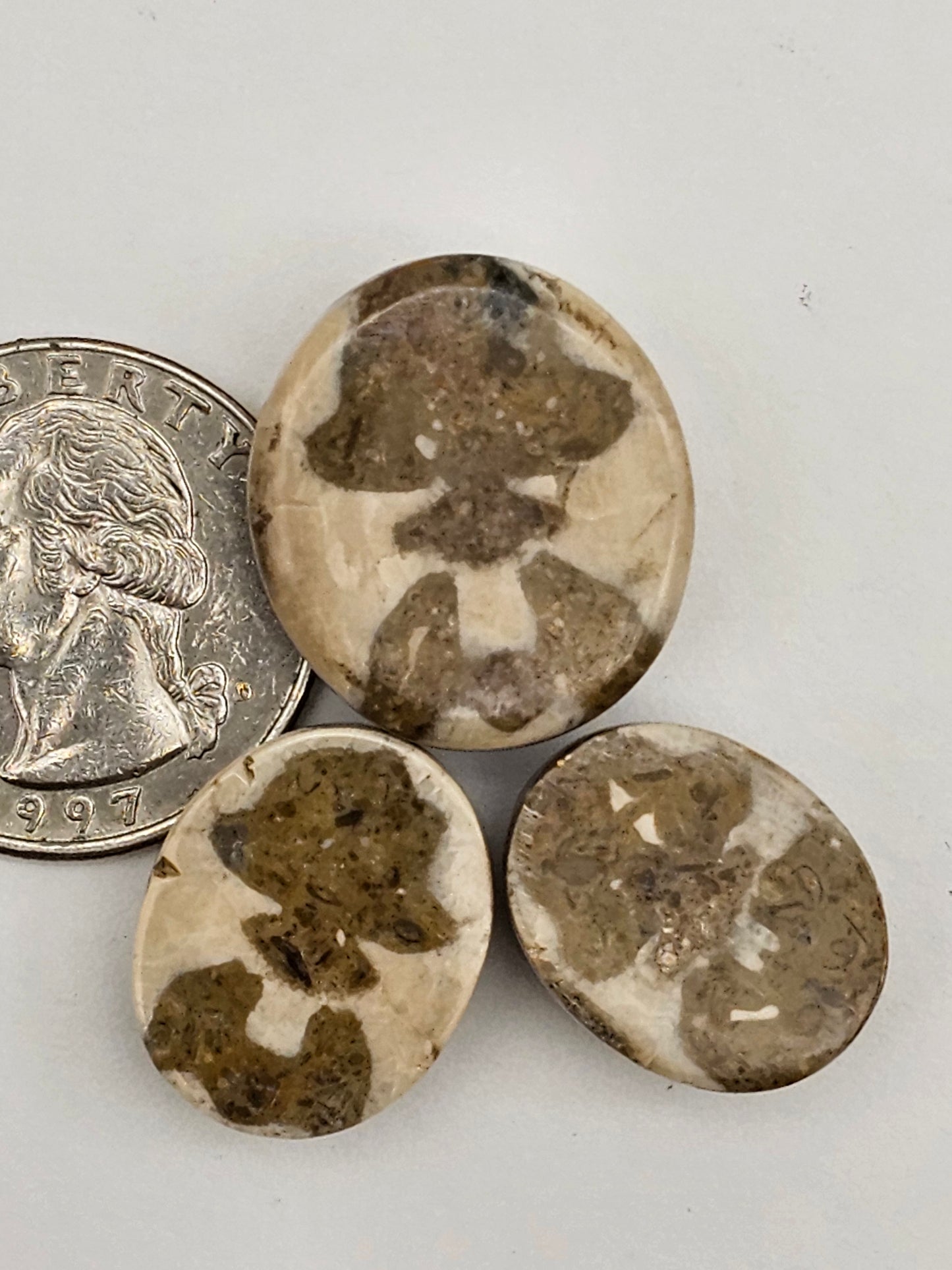 Sand dollar fossil lot