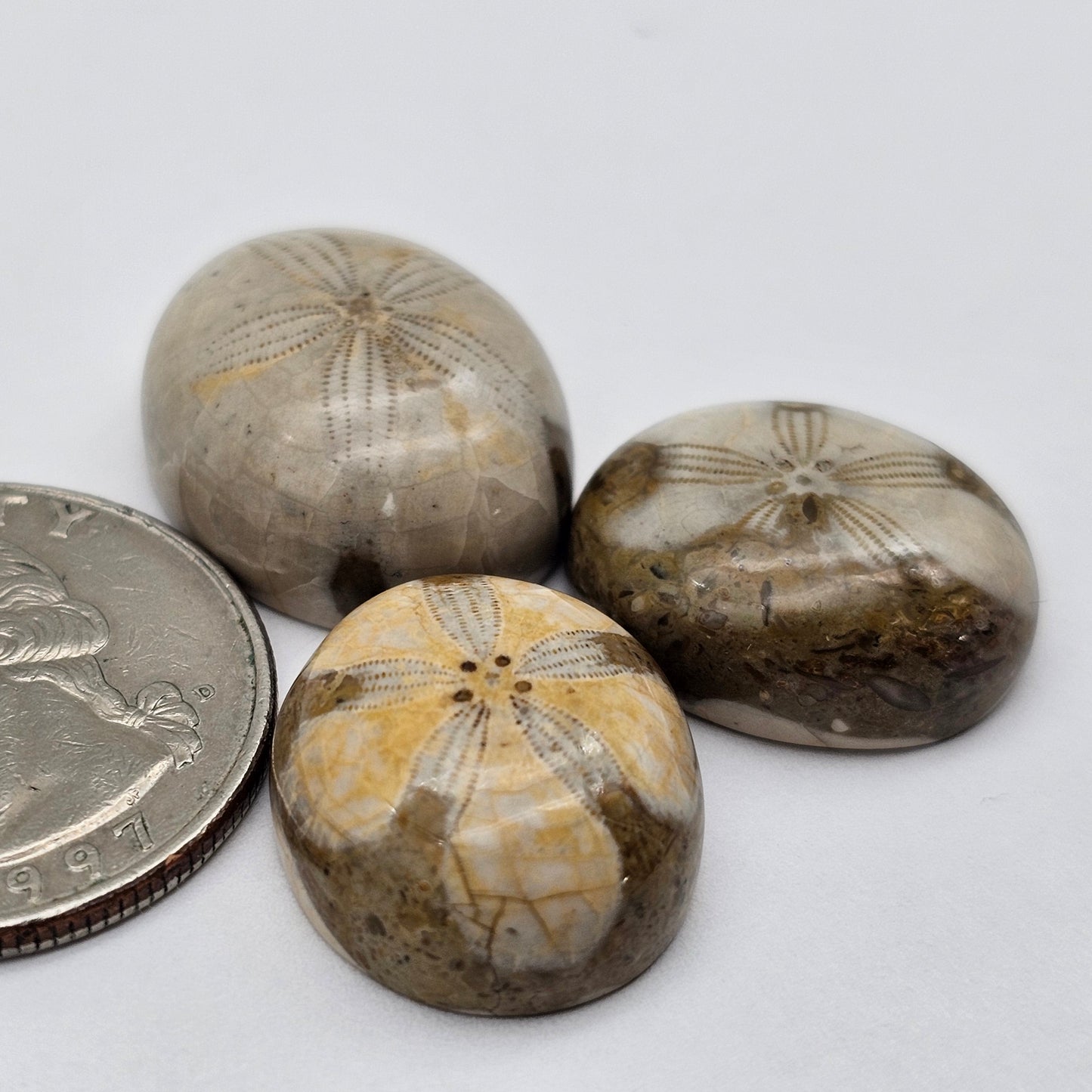 Sand dollar fossil lot