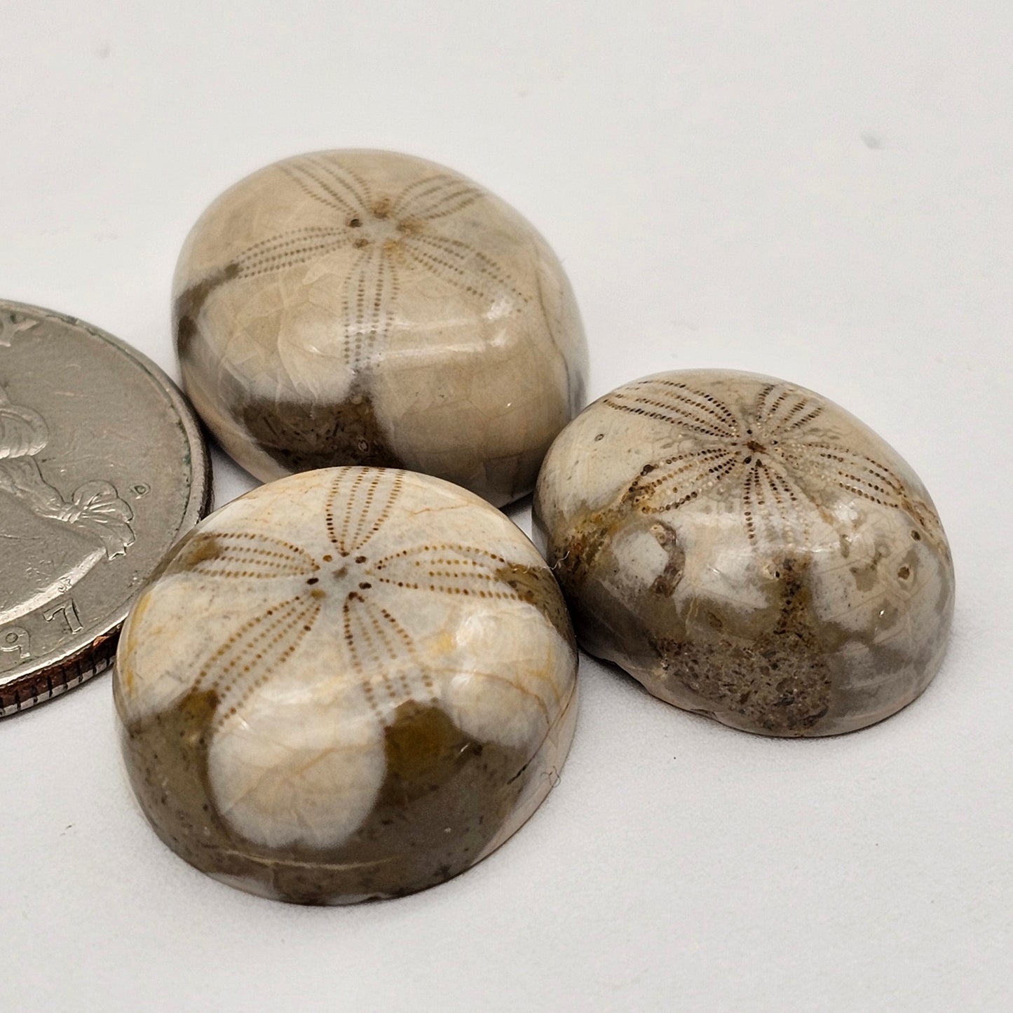 Sand dollar fossil lot