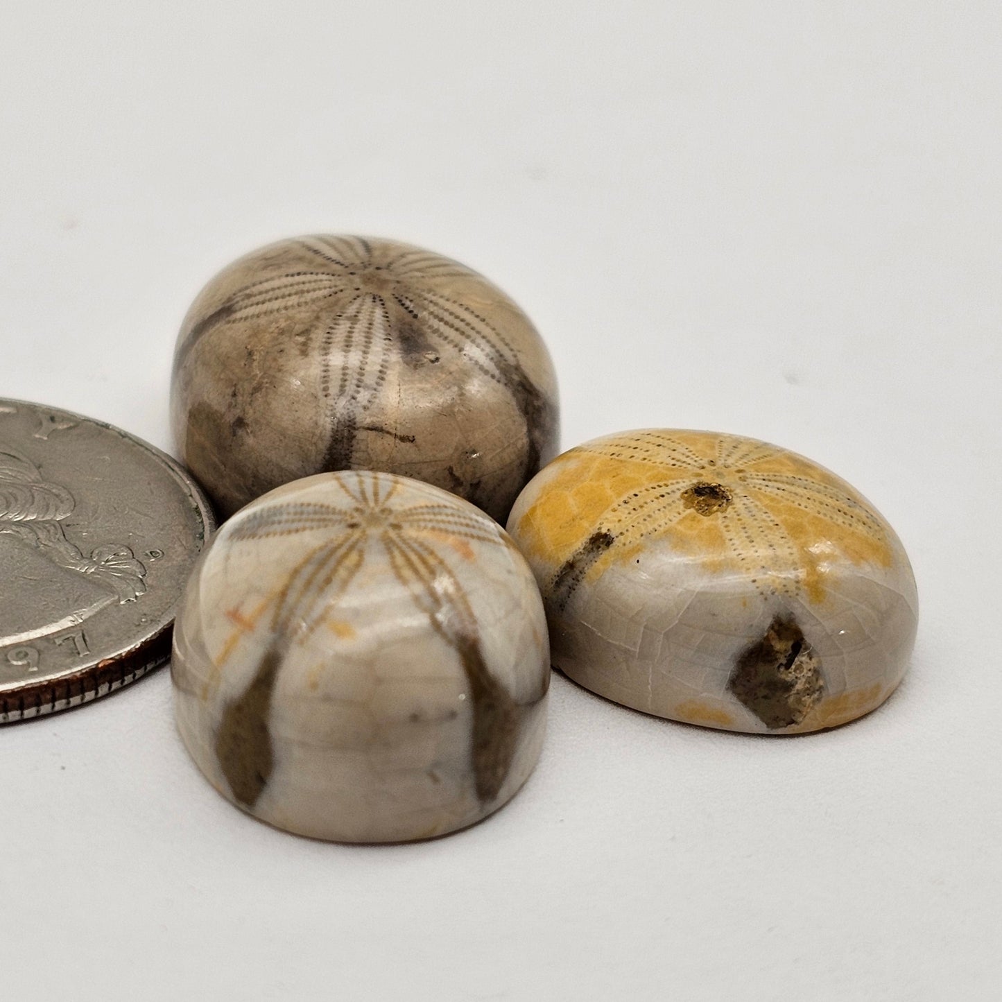 Sand dollar fossil lot