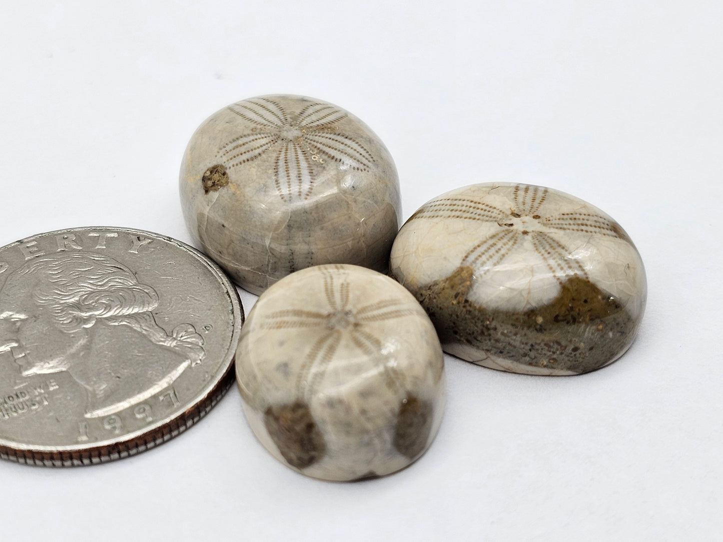 Sand dollar fossil lot