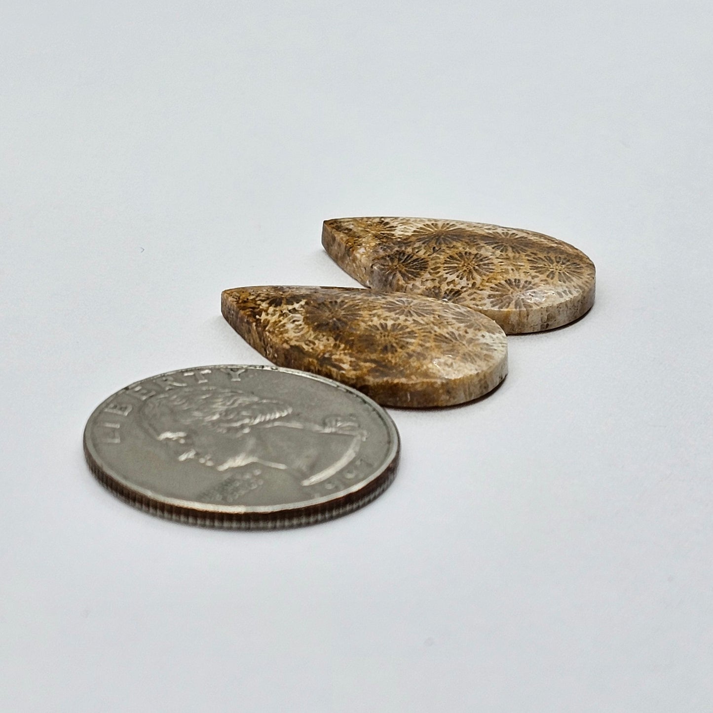 Fossilized Coral agate pair