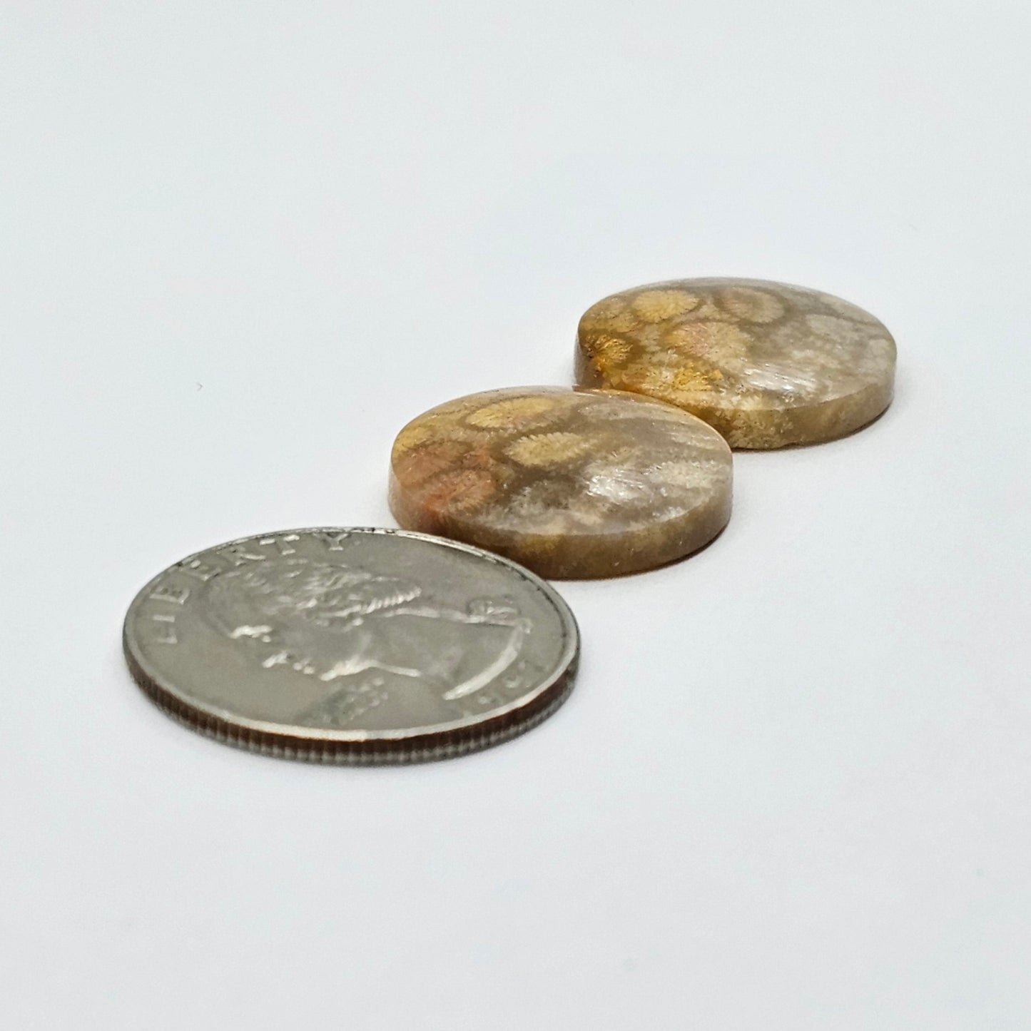 Fossilized Coral agate pair