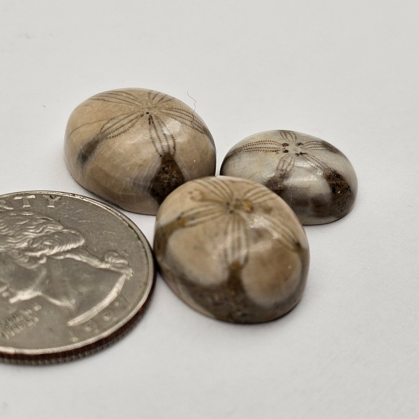 Sand dollar fossil lot