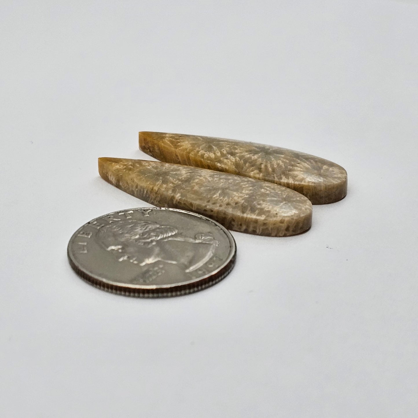 Fossilized Coral agate pair