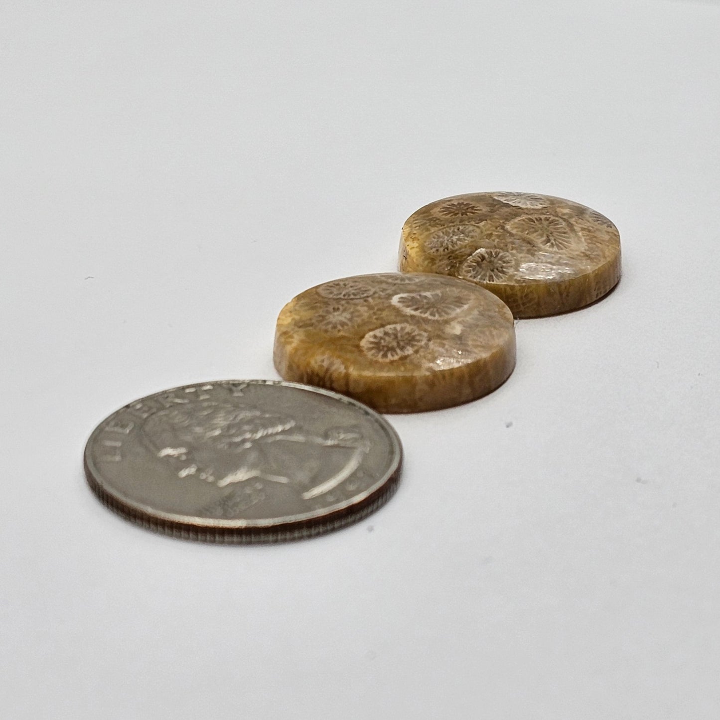 Fossilized Coral agate pair