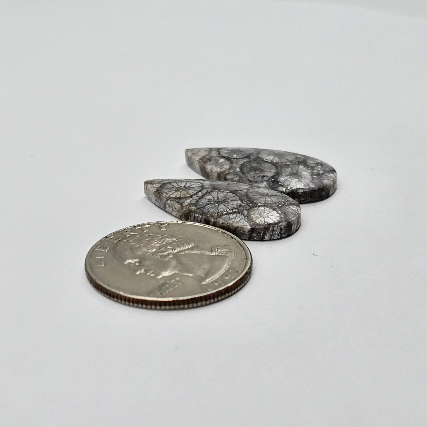 Fossilized Coral agate pair