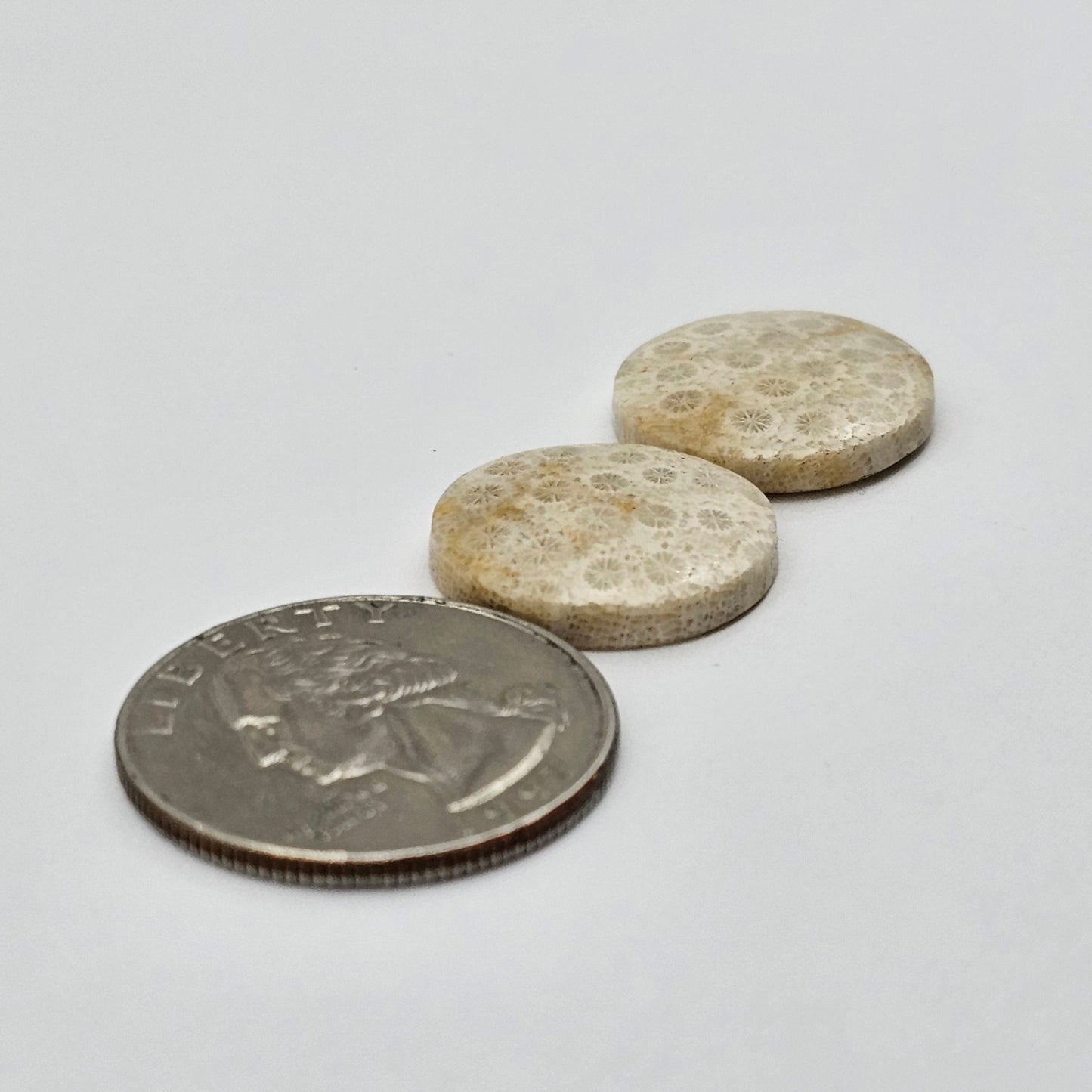 Fossilized Coral agate pair